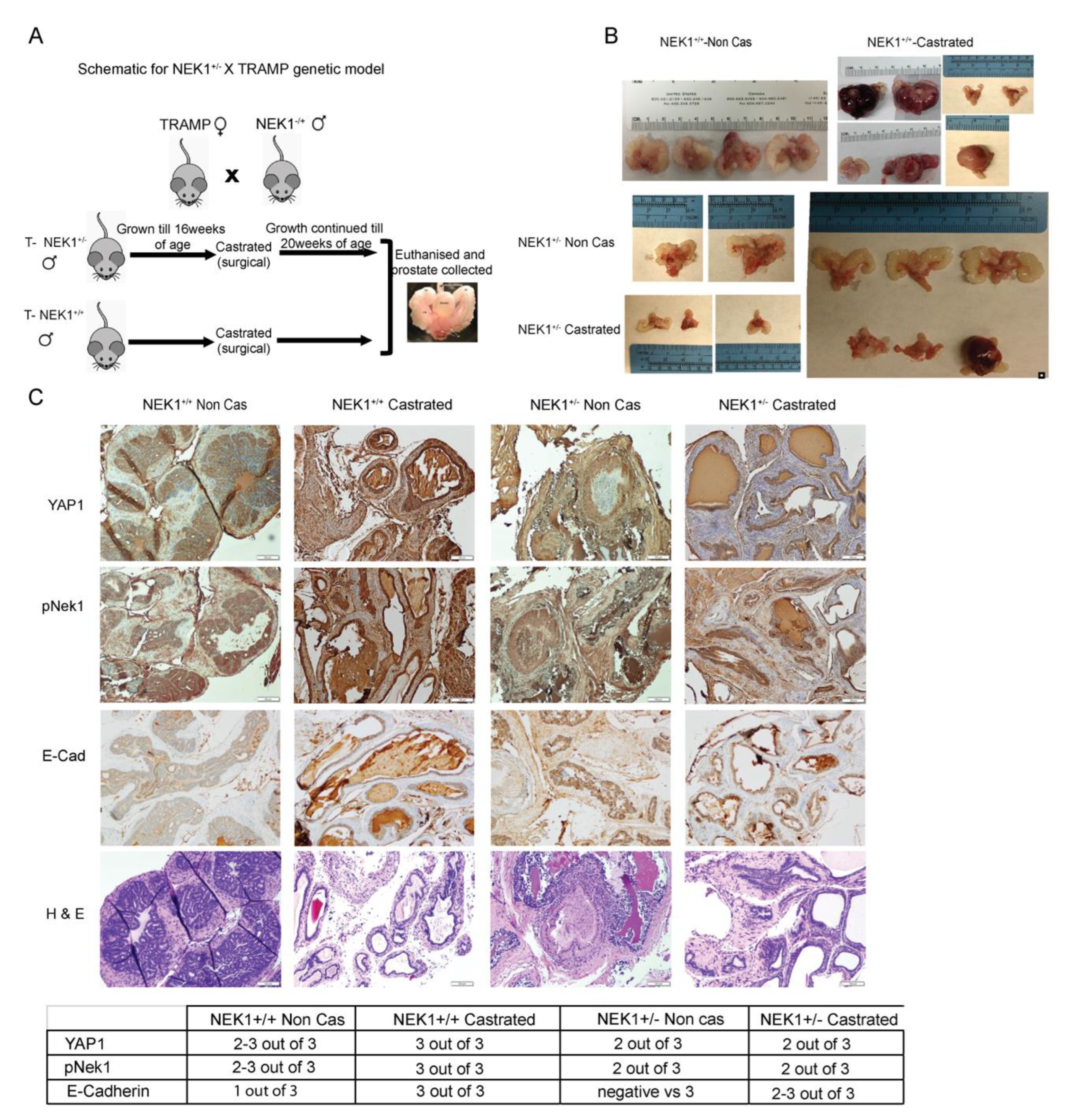 Biomedicines 11 00734 g005