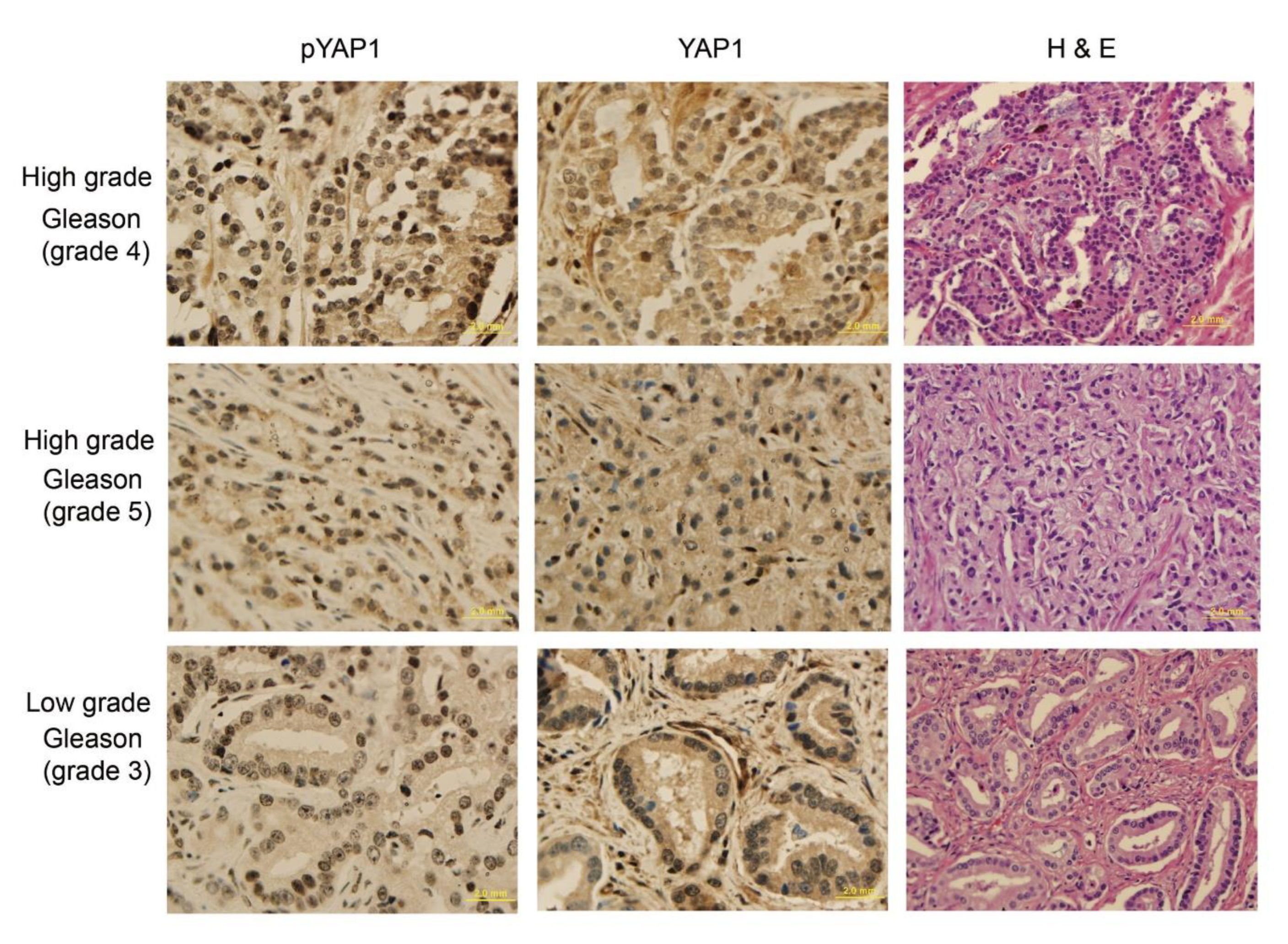 Biomedicines 11 00734 g006