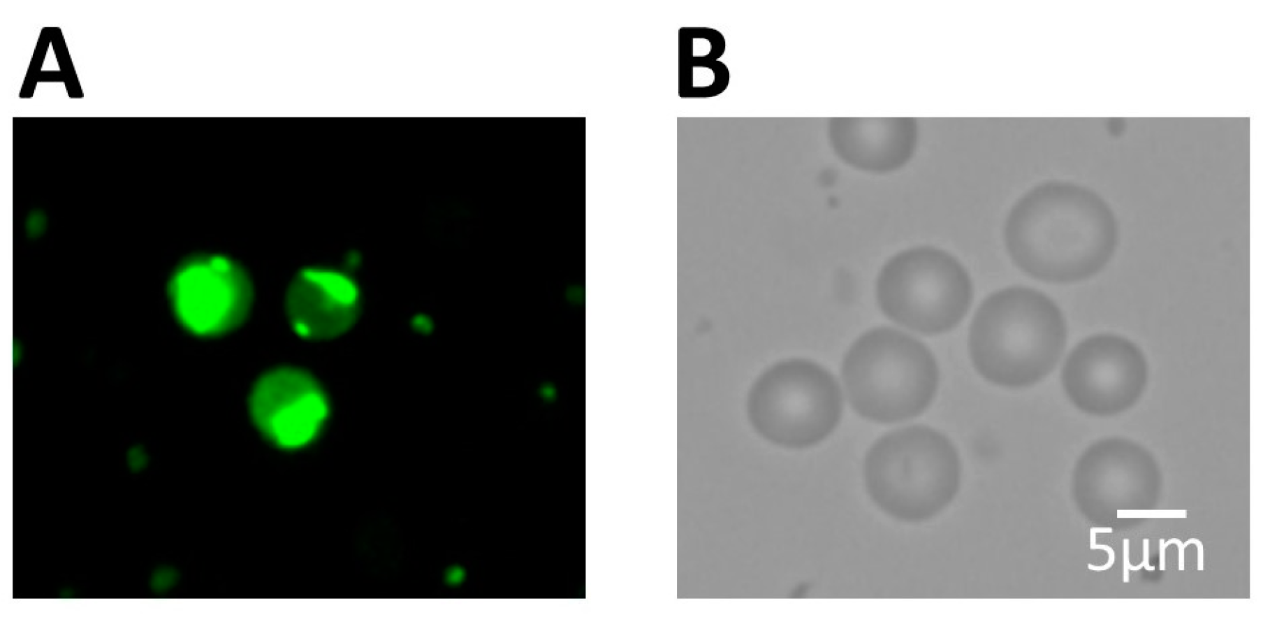 Biomedicines 11 00787 g003 Biomedicines 11 00787 g003