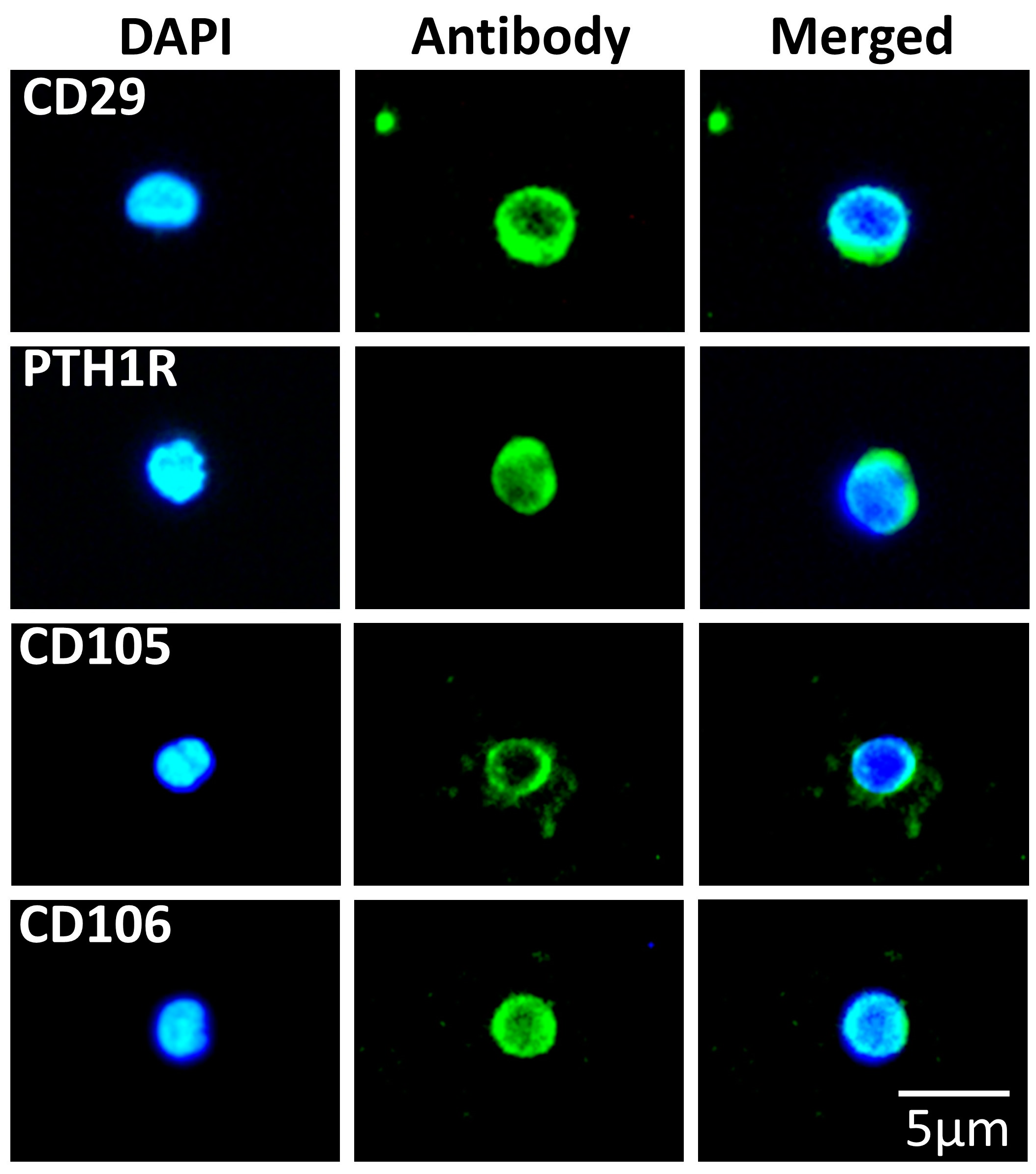 Biomedicines 11 00787 g005 Biomedicines 11 00787 g005