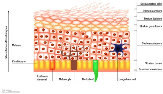 Biomedicines | Free Full-Text | Modelling the Complexity of Human Skin ...