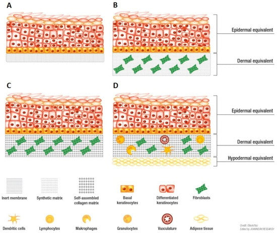 Biomedicines  Free Full-Text  Modelling the Complexity of Human Skin 