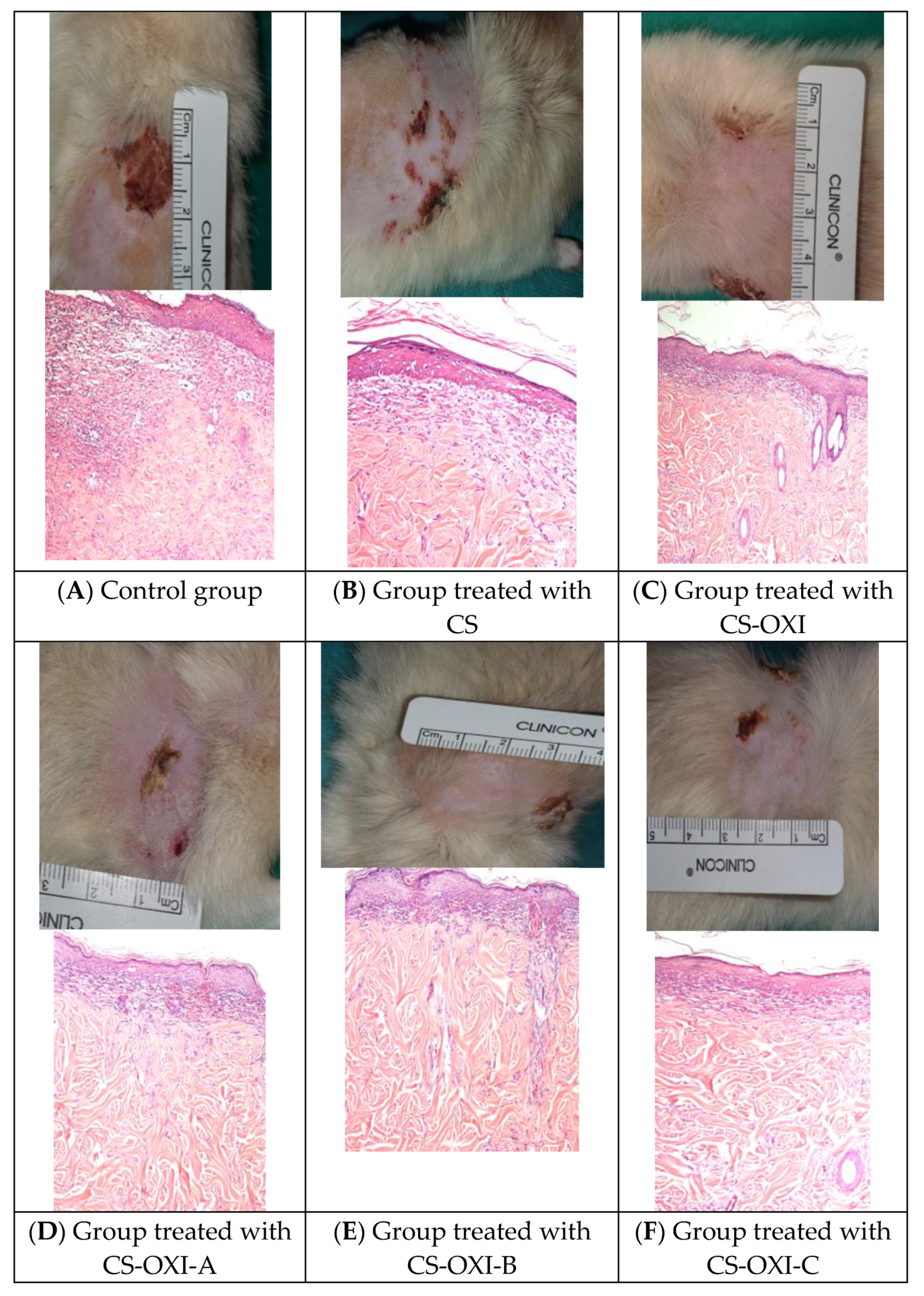 Biomedicines 11 00852 g008