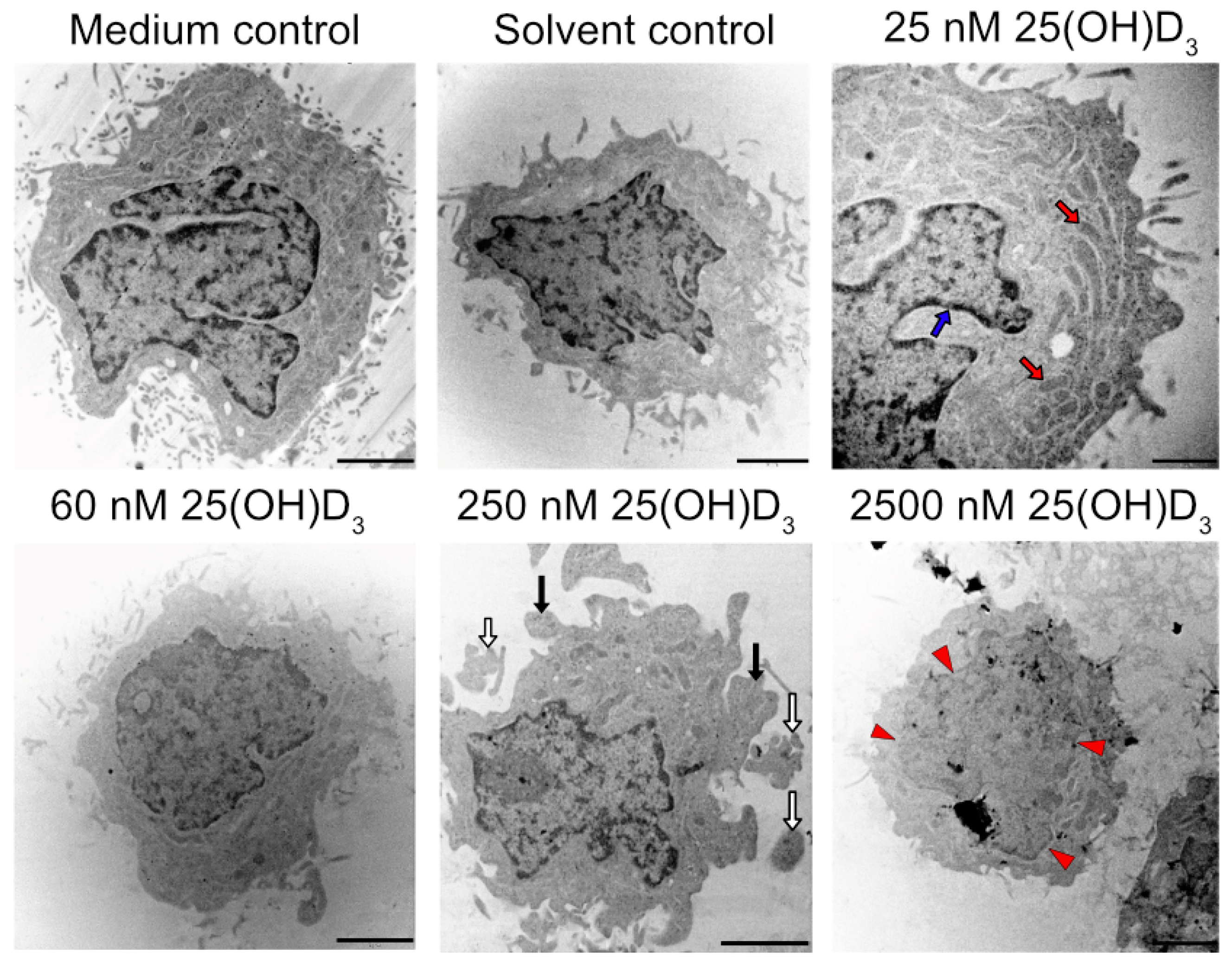 Biomedicines 11 00871 g006 Biomedicines 11 00871 g006