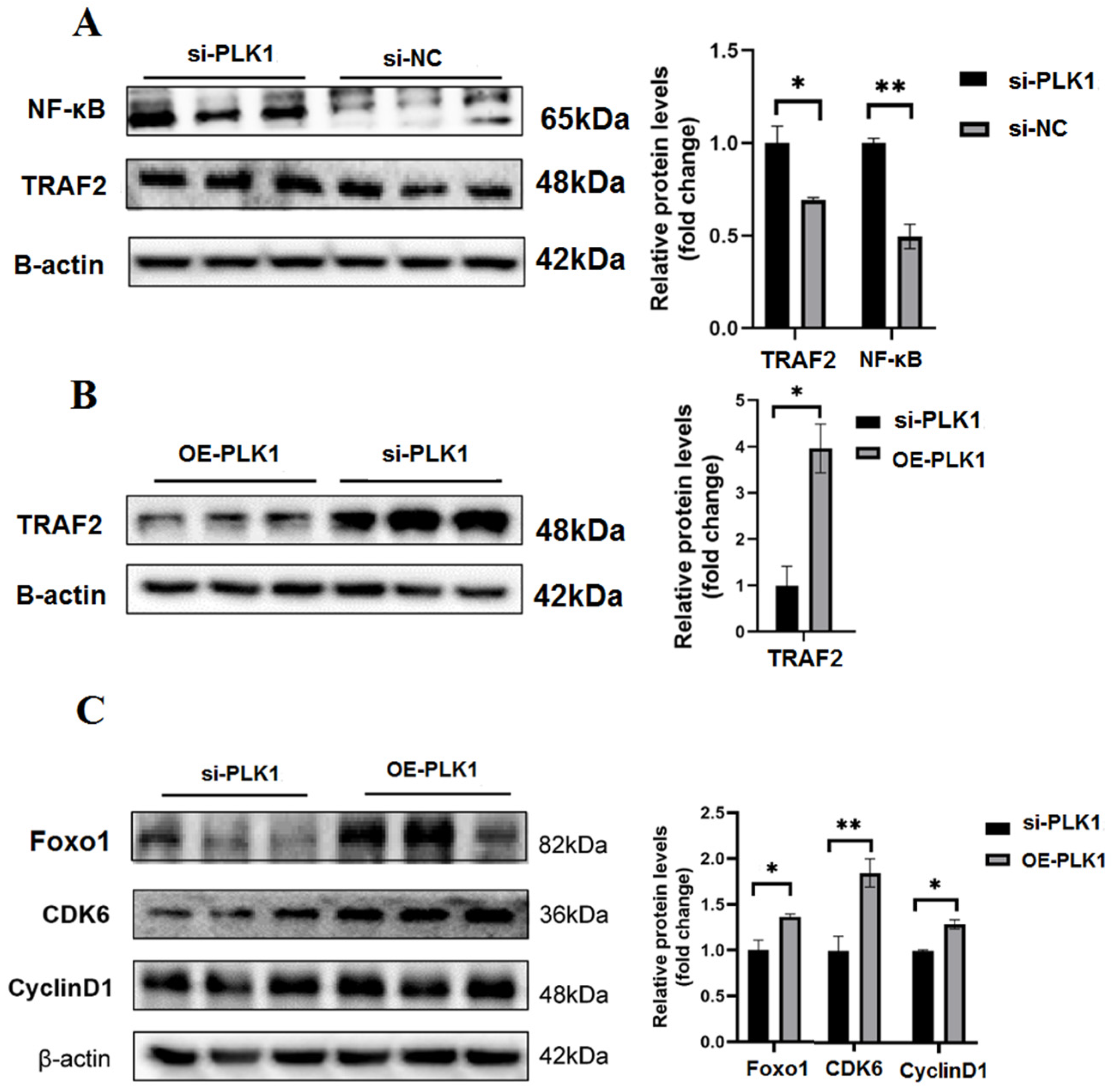 Biomedicines 11 00879 g006