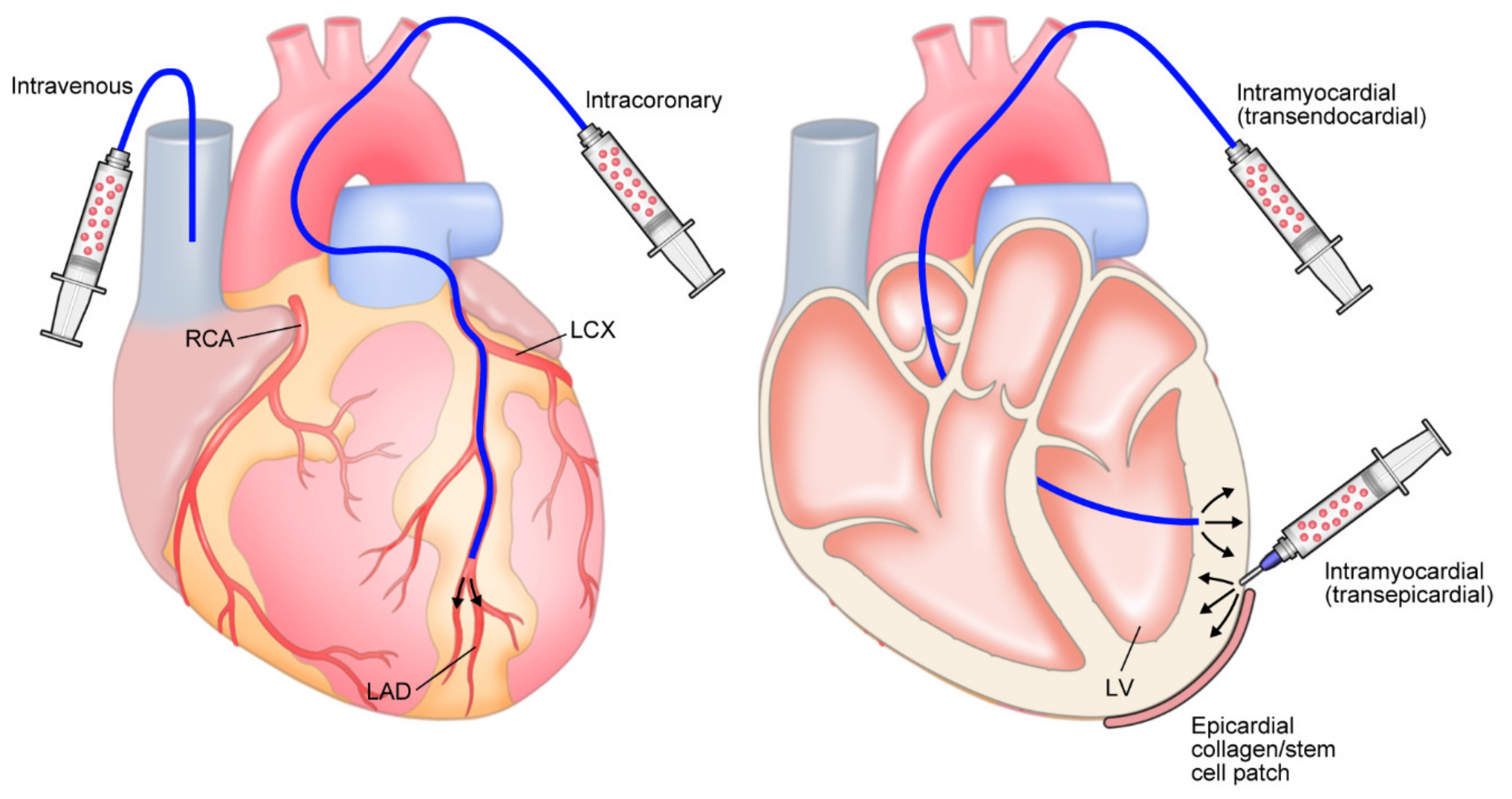 Biomedicines 11 00915 g002