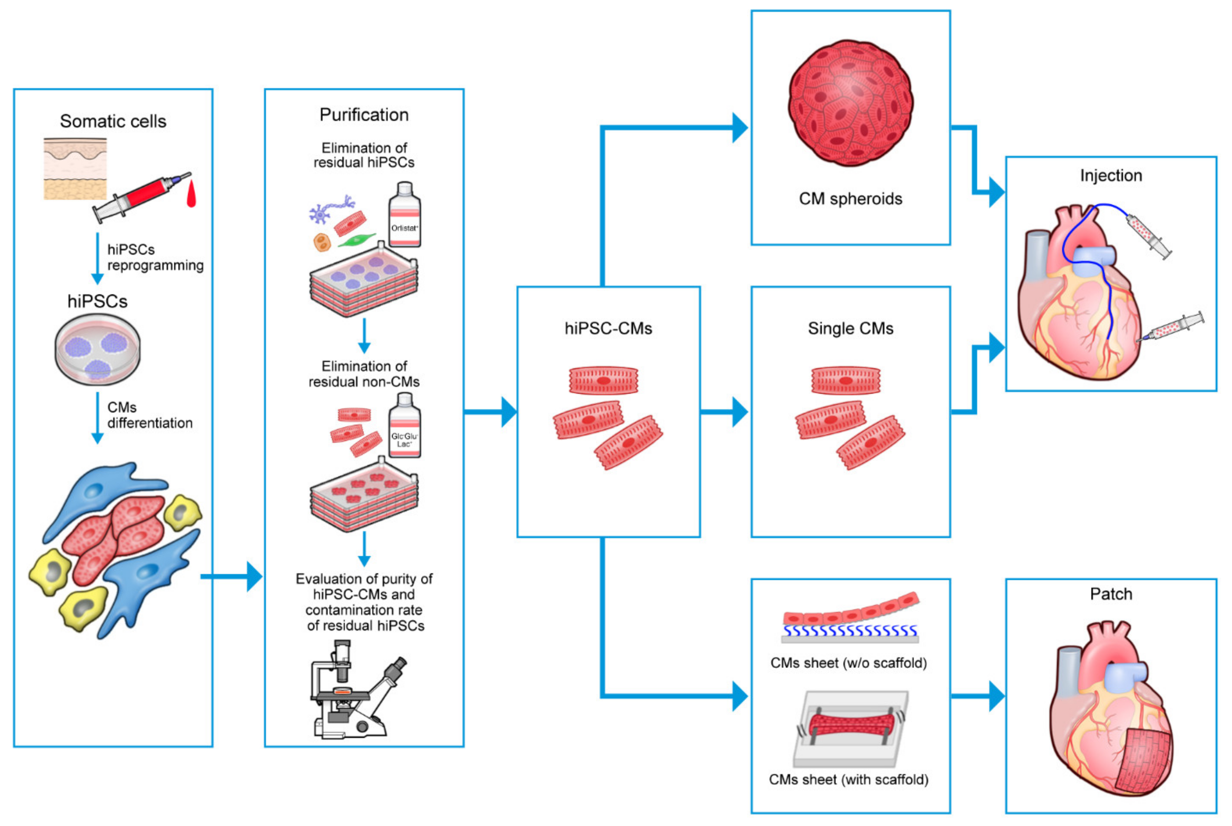 Biomedicines 11 00915 g003