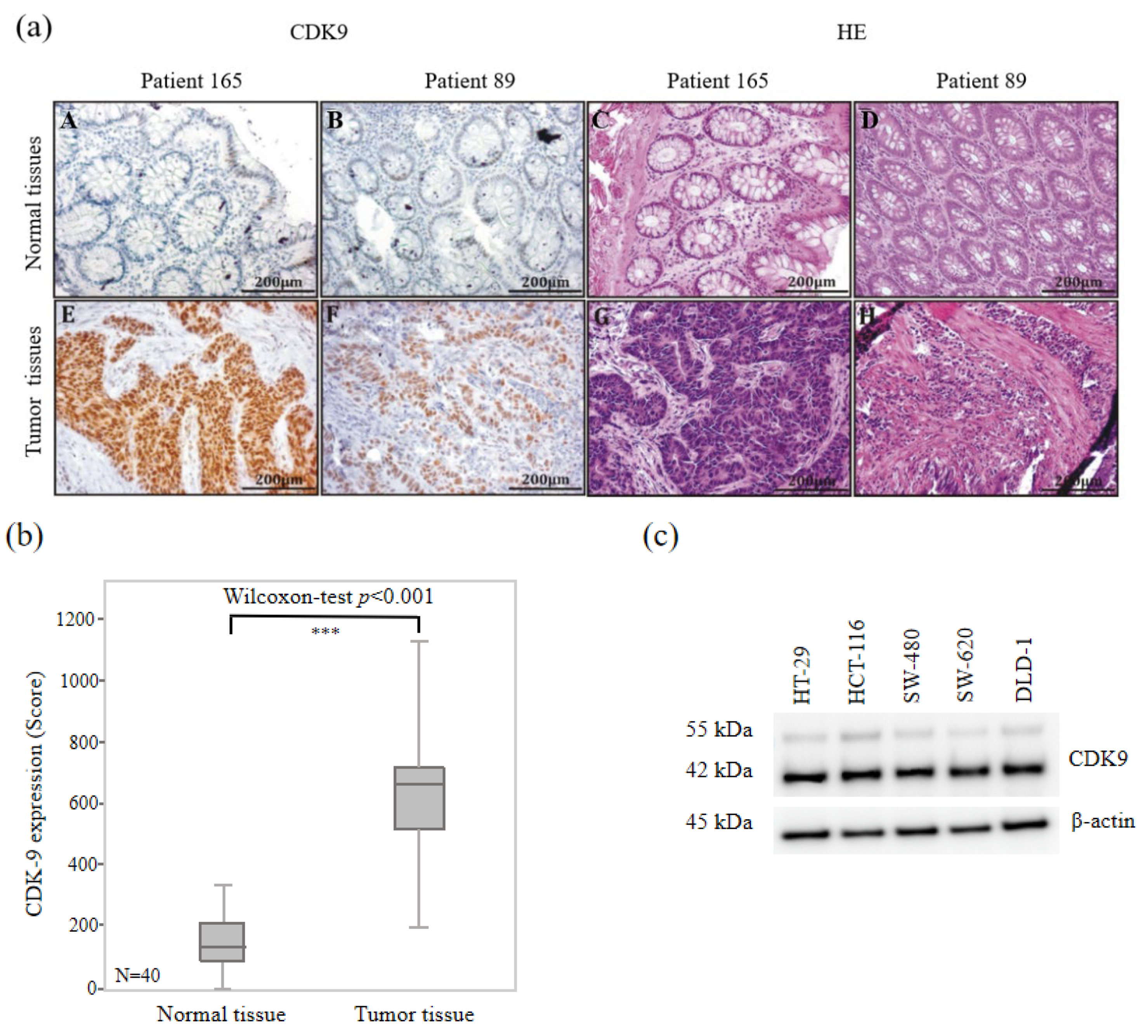 Biomedicines 11 00928 g001