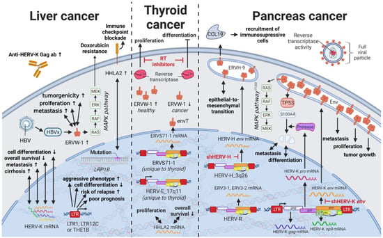 Biomedicines Free Full Text Hervs And Cancera Comprehensive Review