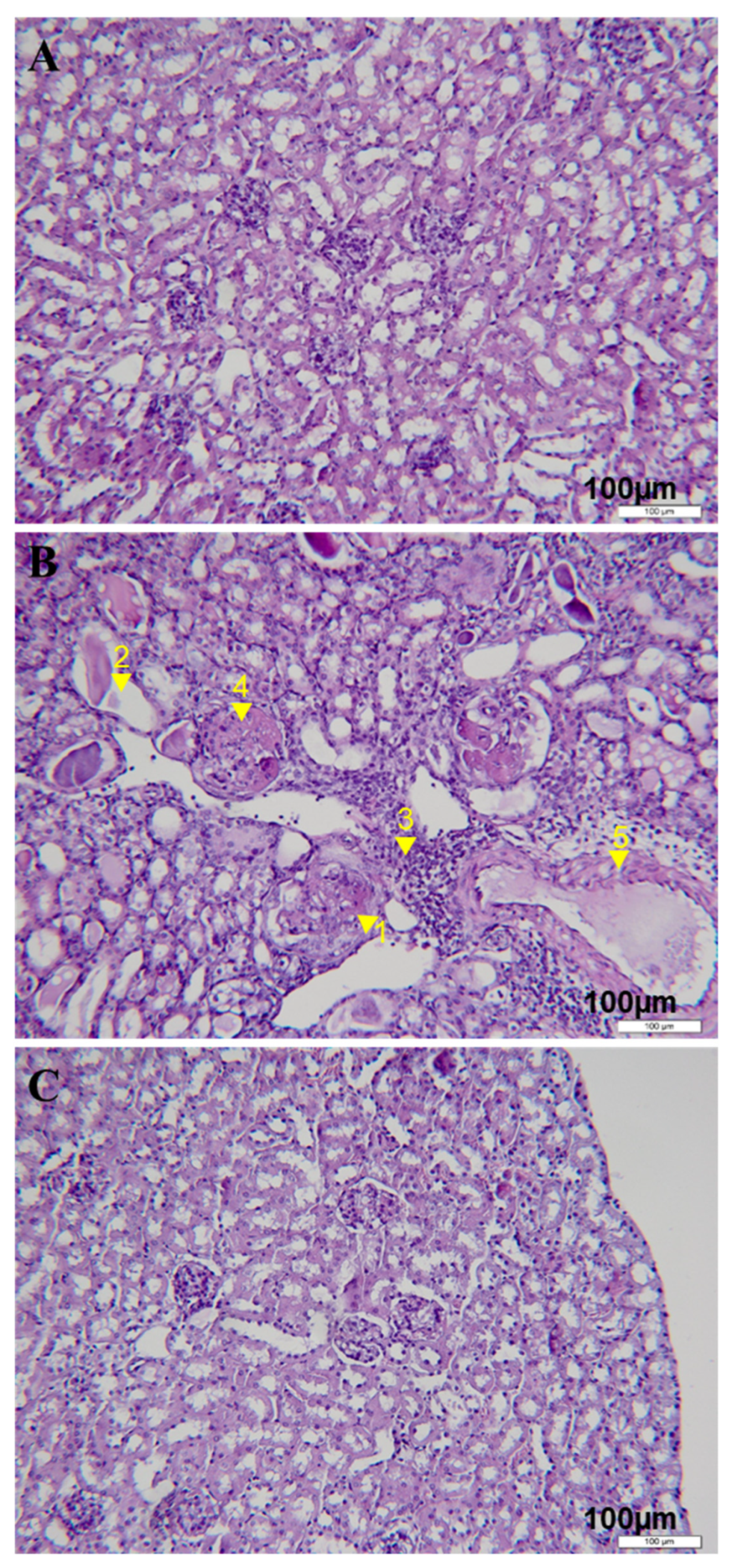 Biomedicines 11 00949 g002 Biomedicines 11 00949 g002