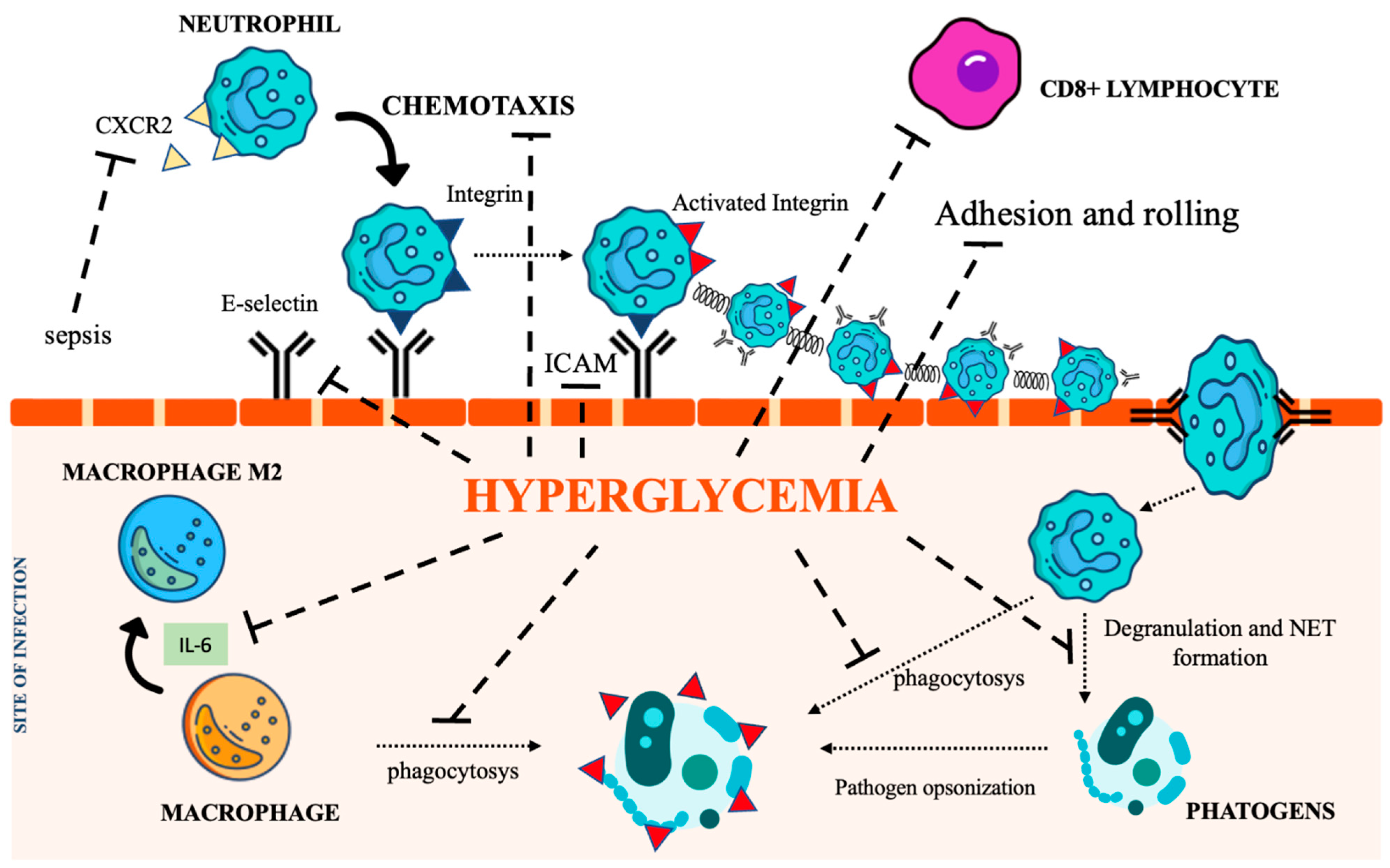 Biomedicines 11 00971 g002