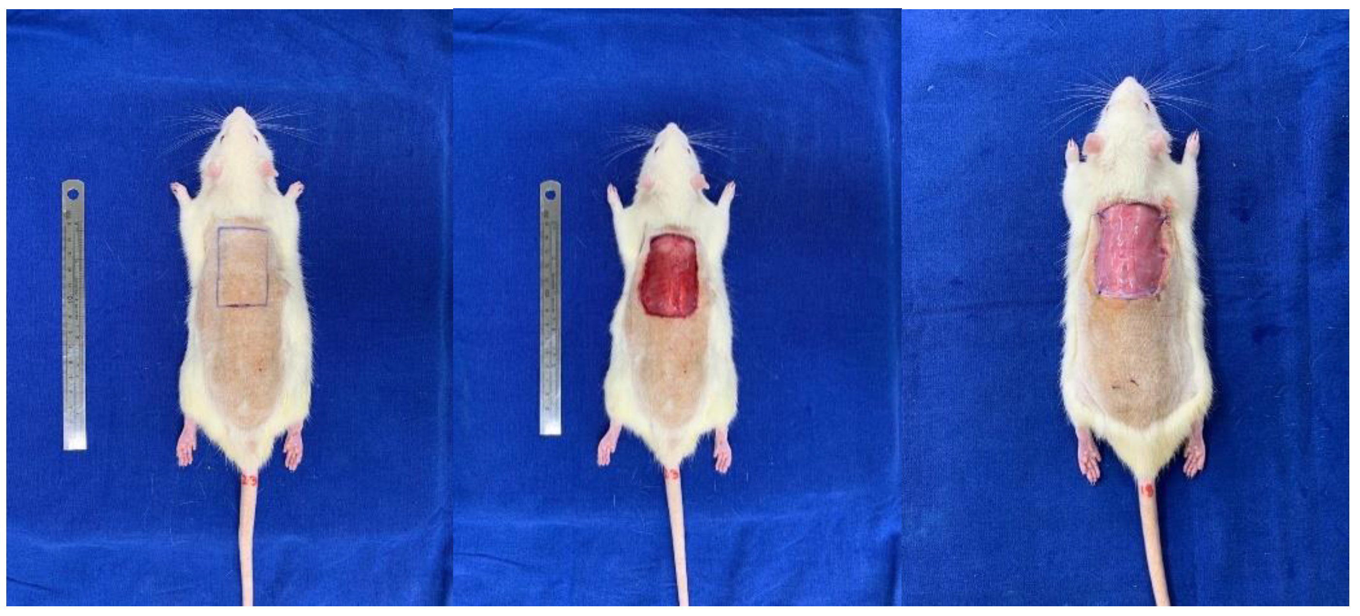 Biomedicines 11 01003 g002