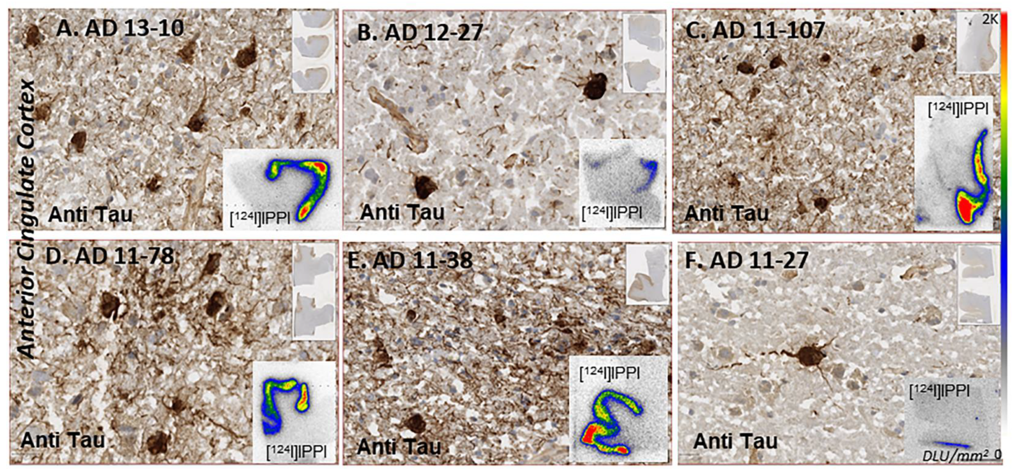 Biomedicines 11 01033 g008 Biomedicines 11 01033 g008
