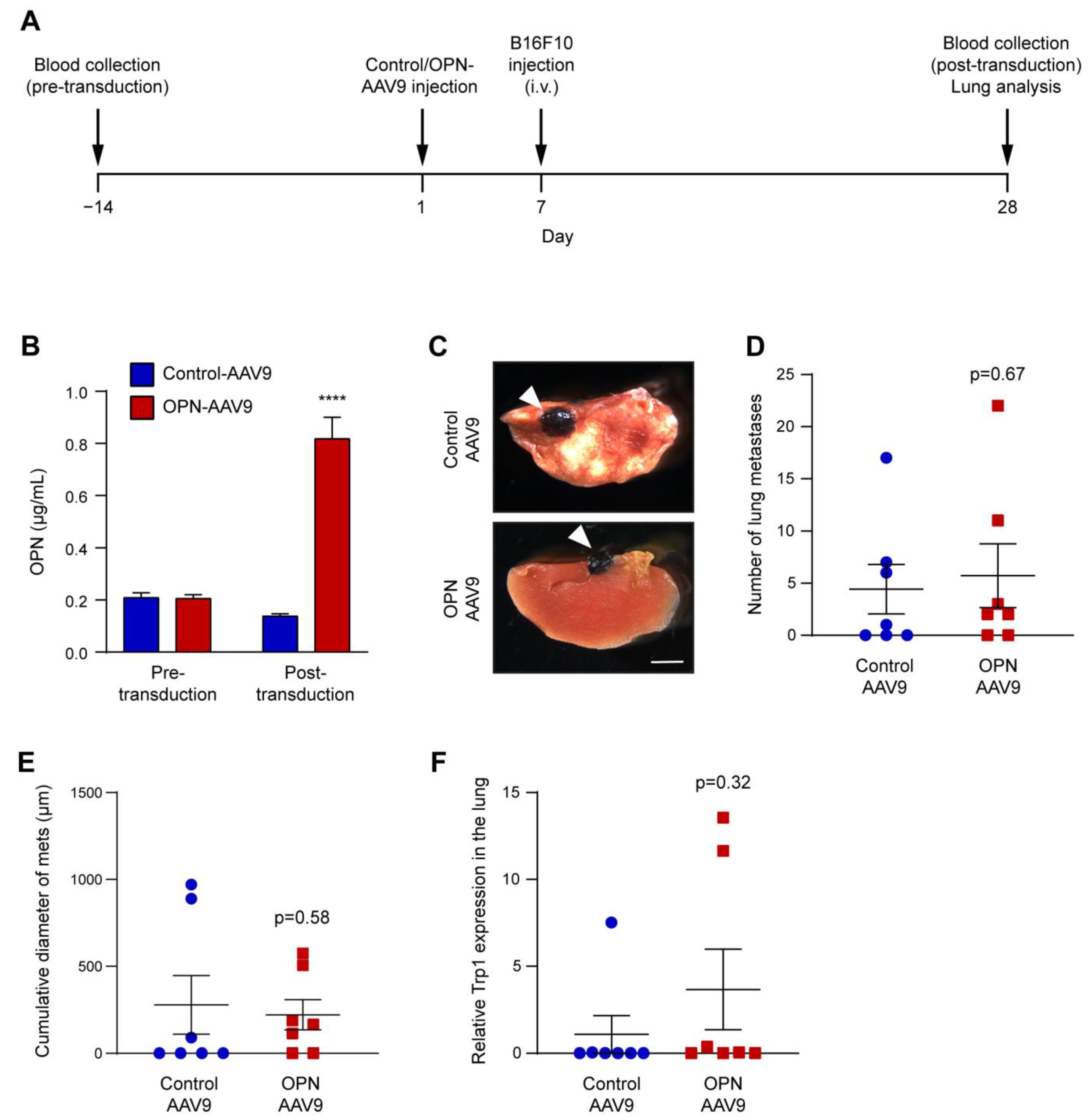 Biomedicines 11 01038 g006 Biomedicines 11 01038 g006