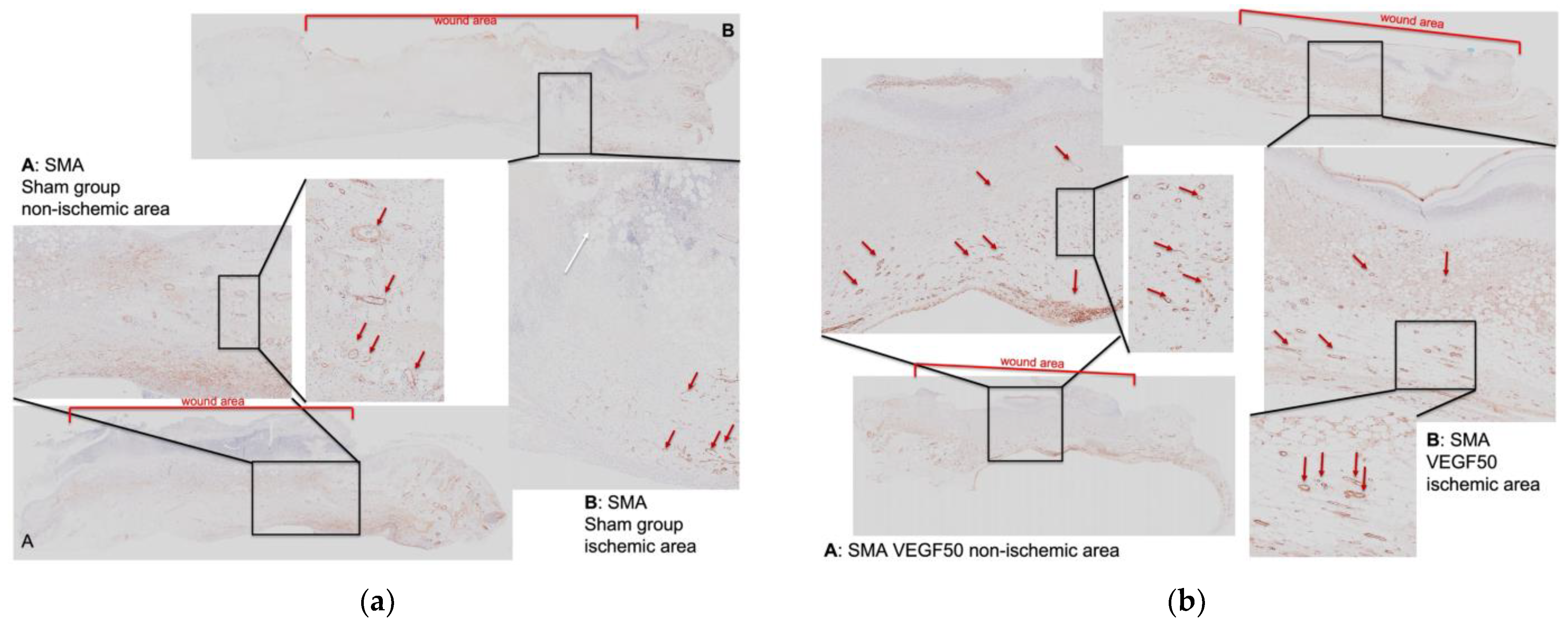 Biomedicines 11 01043 g005 Biomedicines 11 01043 g005