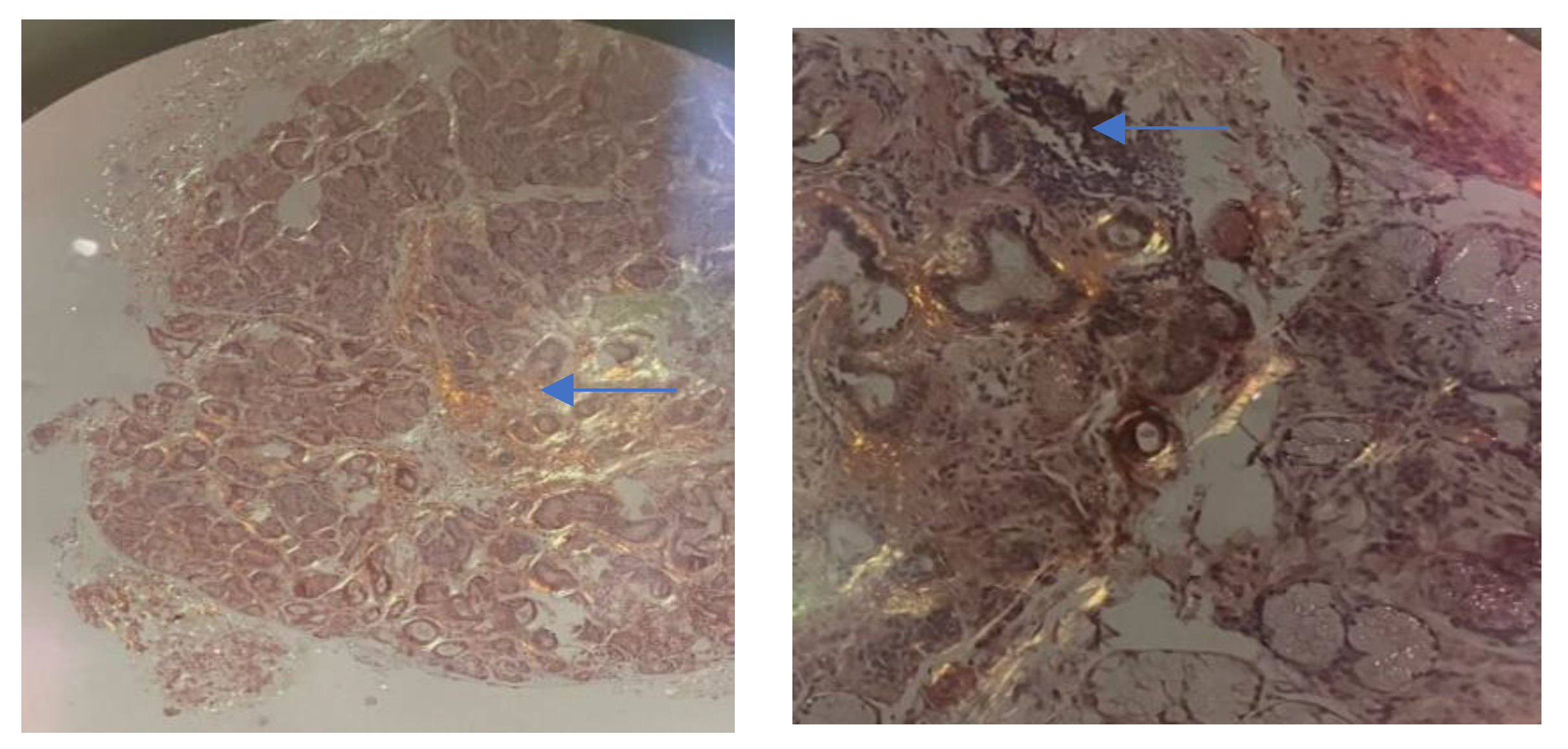 Biomedicines 11 01045 g002 Biomedicines 11 01045 g002