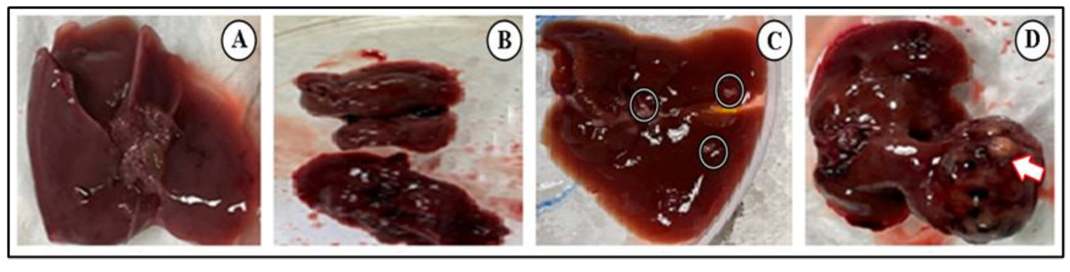 Biomedicines 11 01054 g003 Biomedicines 11 01054 g003