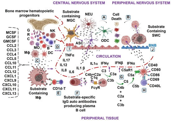 Biomedicines, Free Full-Text