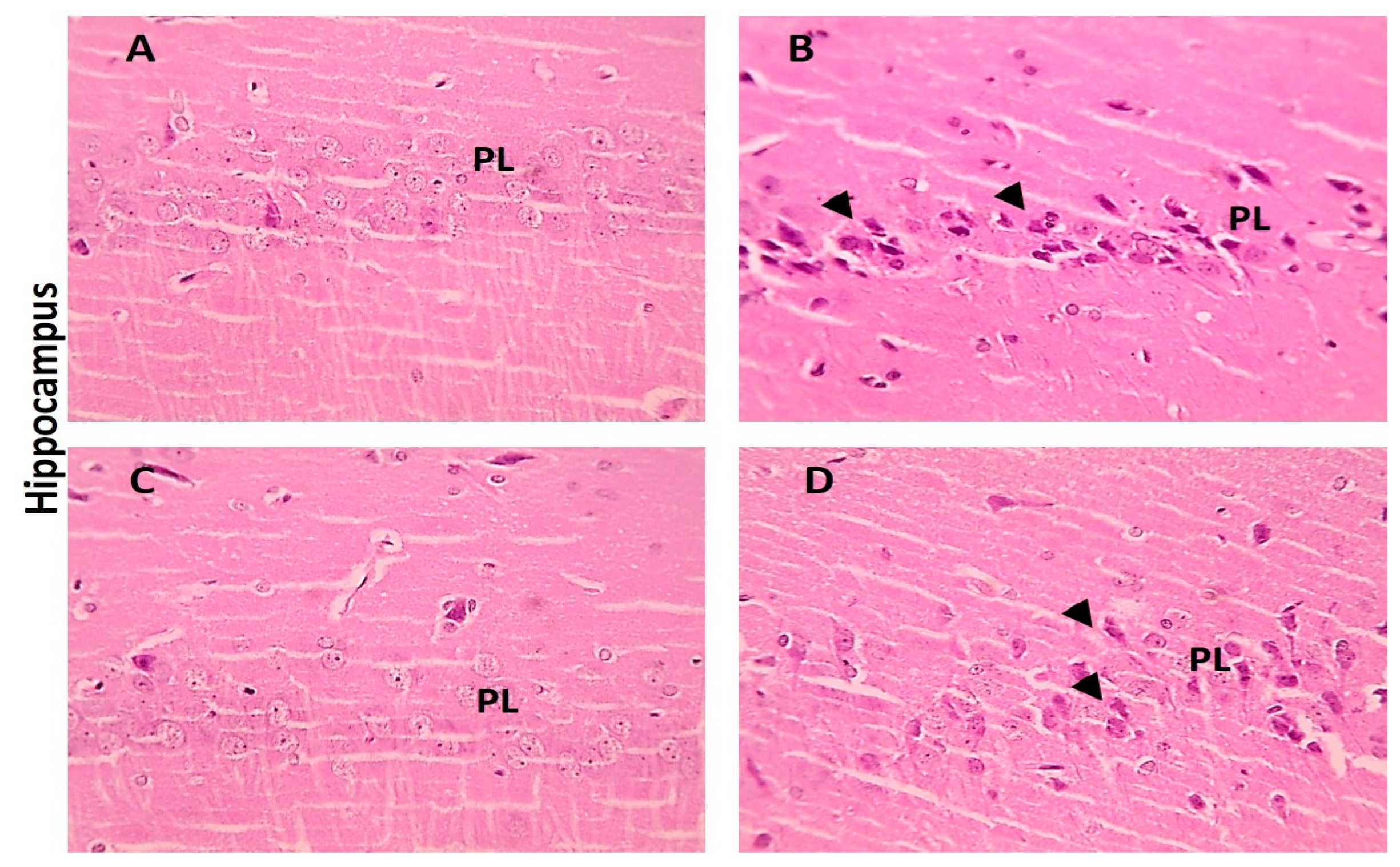 Biomedicines 11 01080 g010