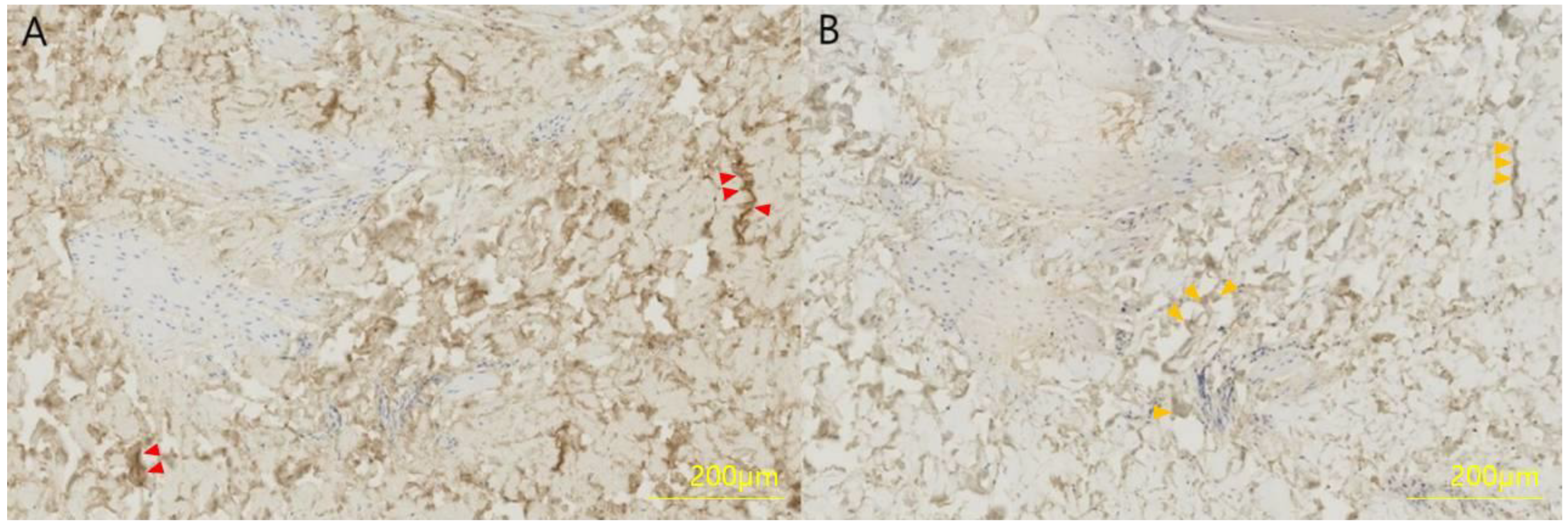 Biomedicines 11 01089 g002