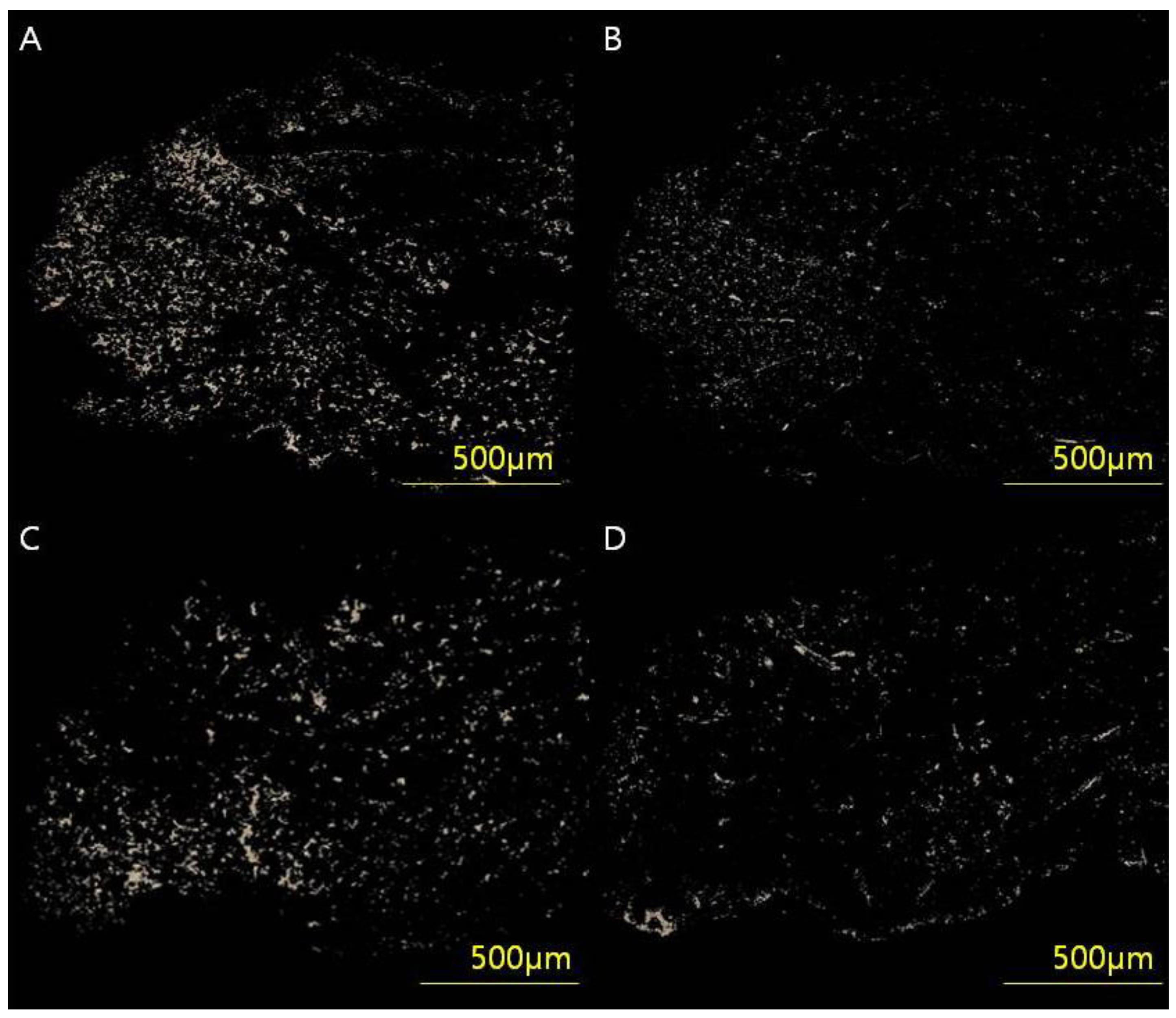 Biomedicines 11 01089 g003