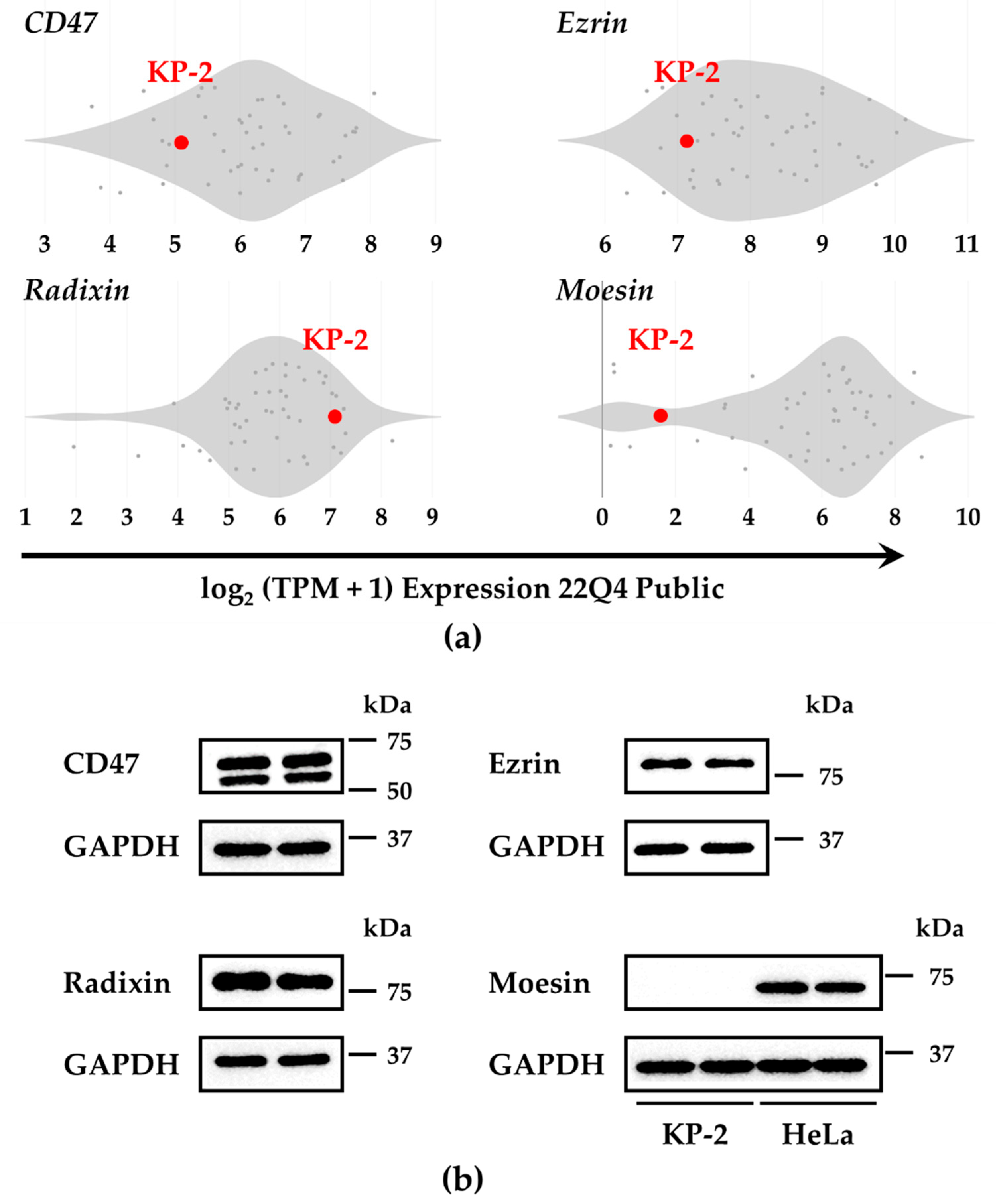 Biomedicines 11 01117 g001
