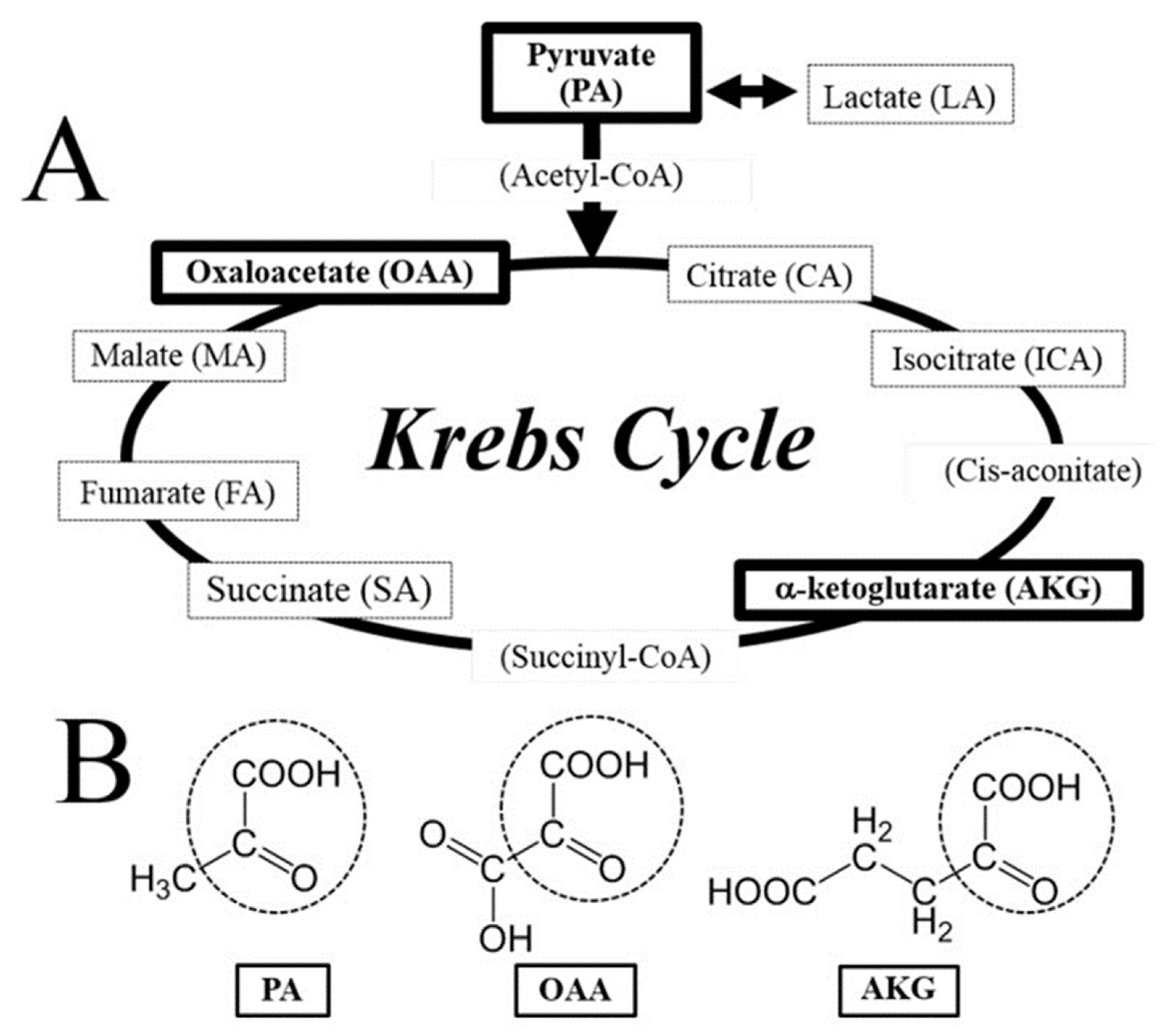 Biomedicines | Free Full-Text | Physiological Associations between