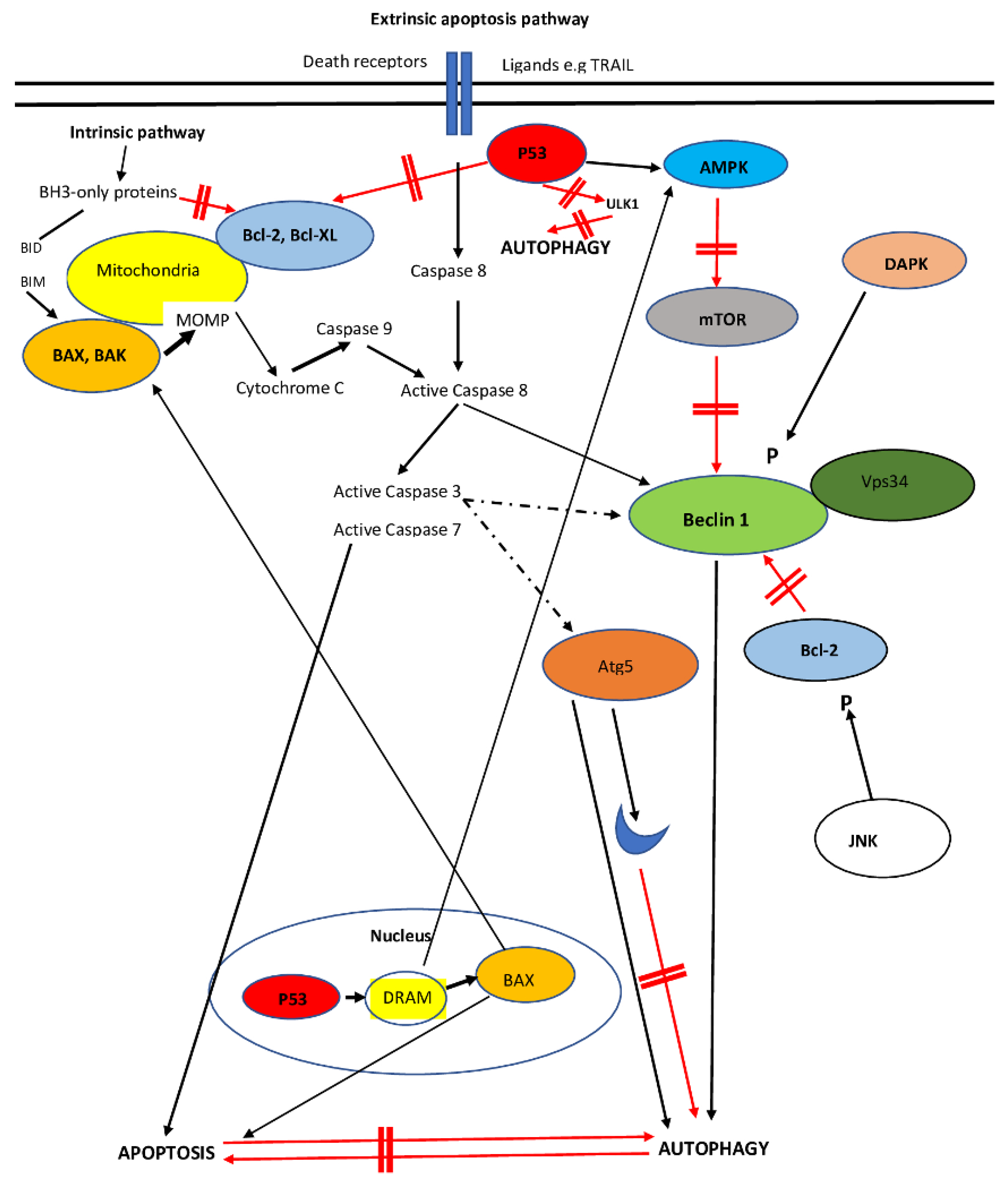 Biomedicines | Free Full-Text | Pathogenesis of Hepatocellular 