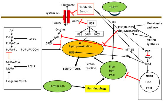 Biomedicines | Free Full-Text | Pathogenesis of Hepatocellular 