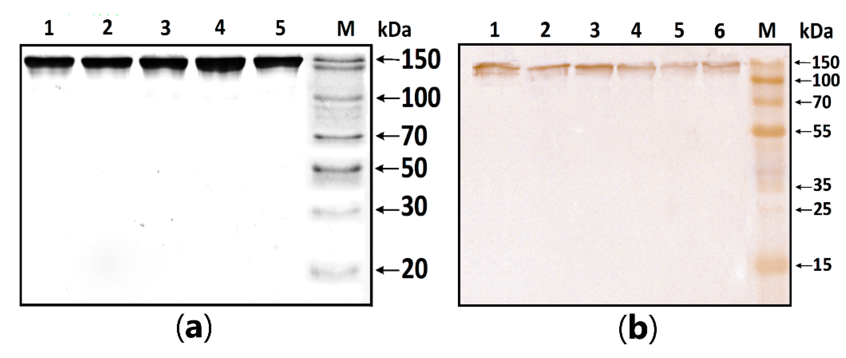 Biomedicines 11 01179 g001 Biomedicines 11 01179 g001