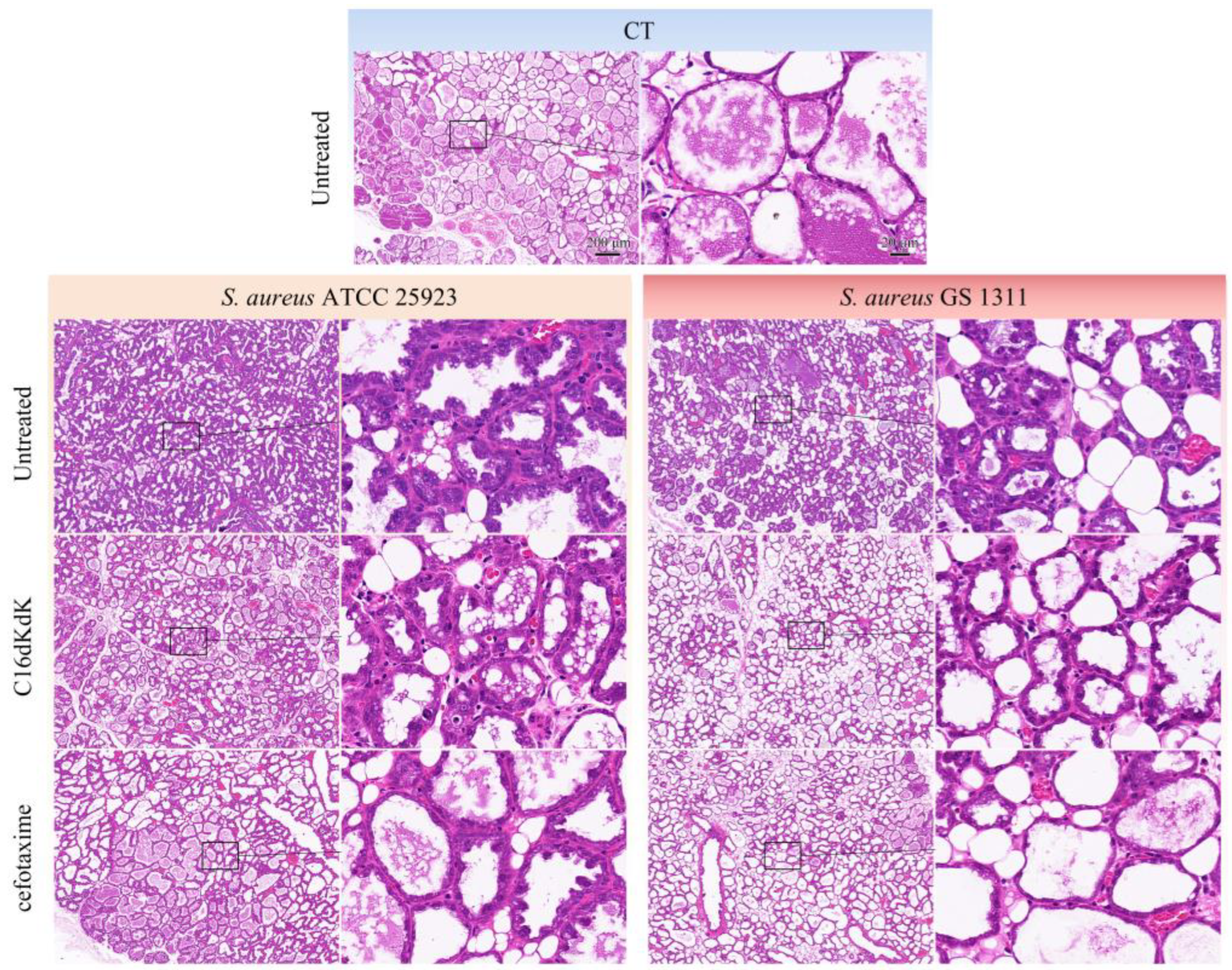 Biomedicines 11 01188 g005 Biomedicines 11 01188 g005