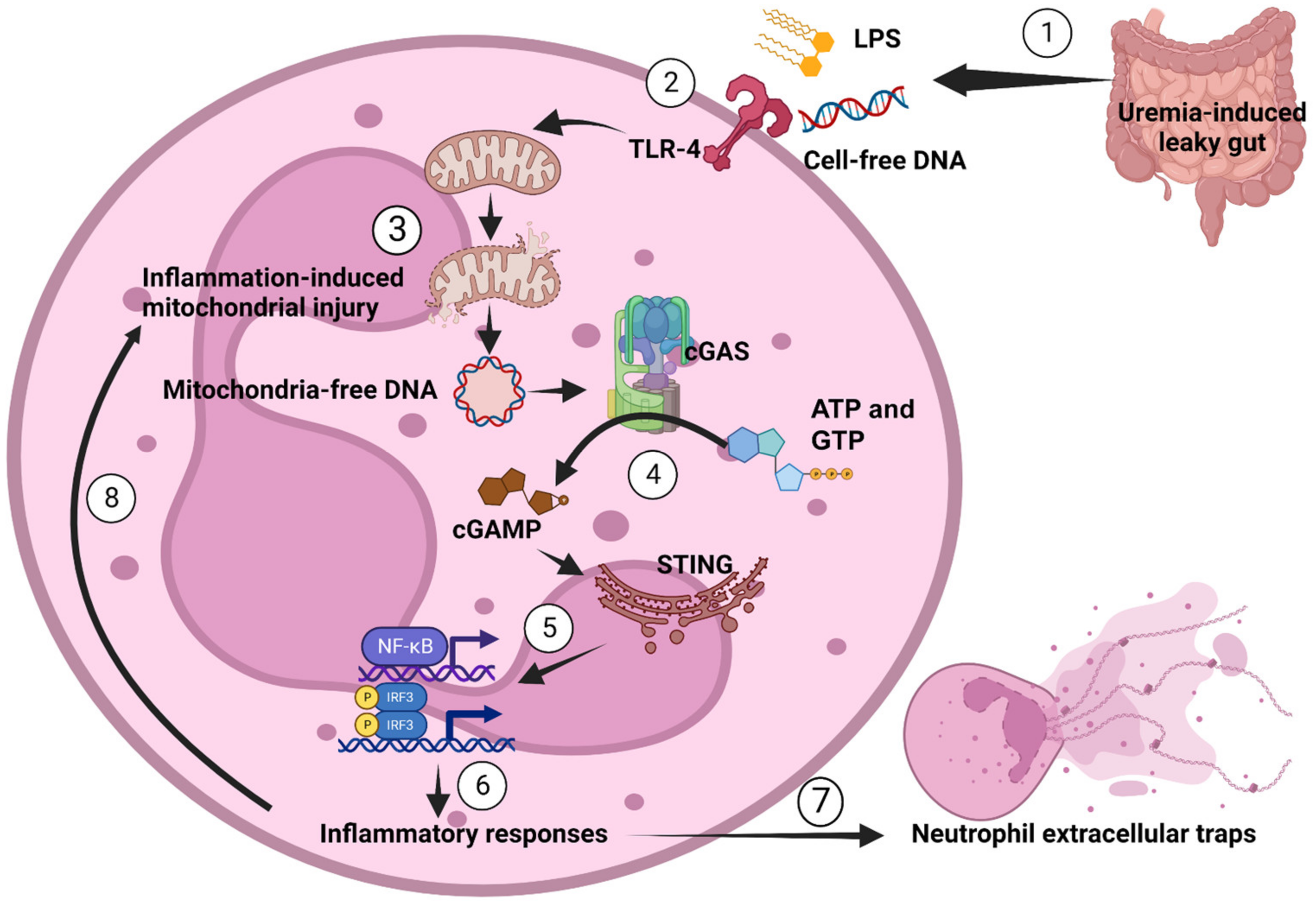 Biomedicines 11 01208 g005