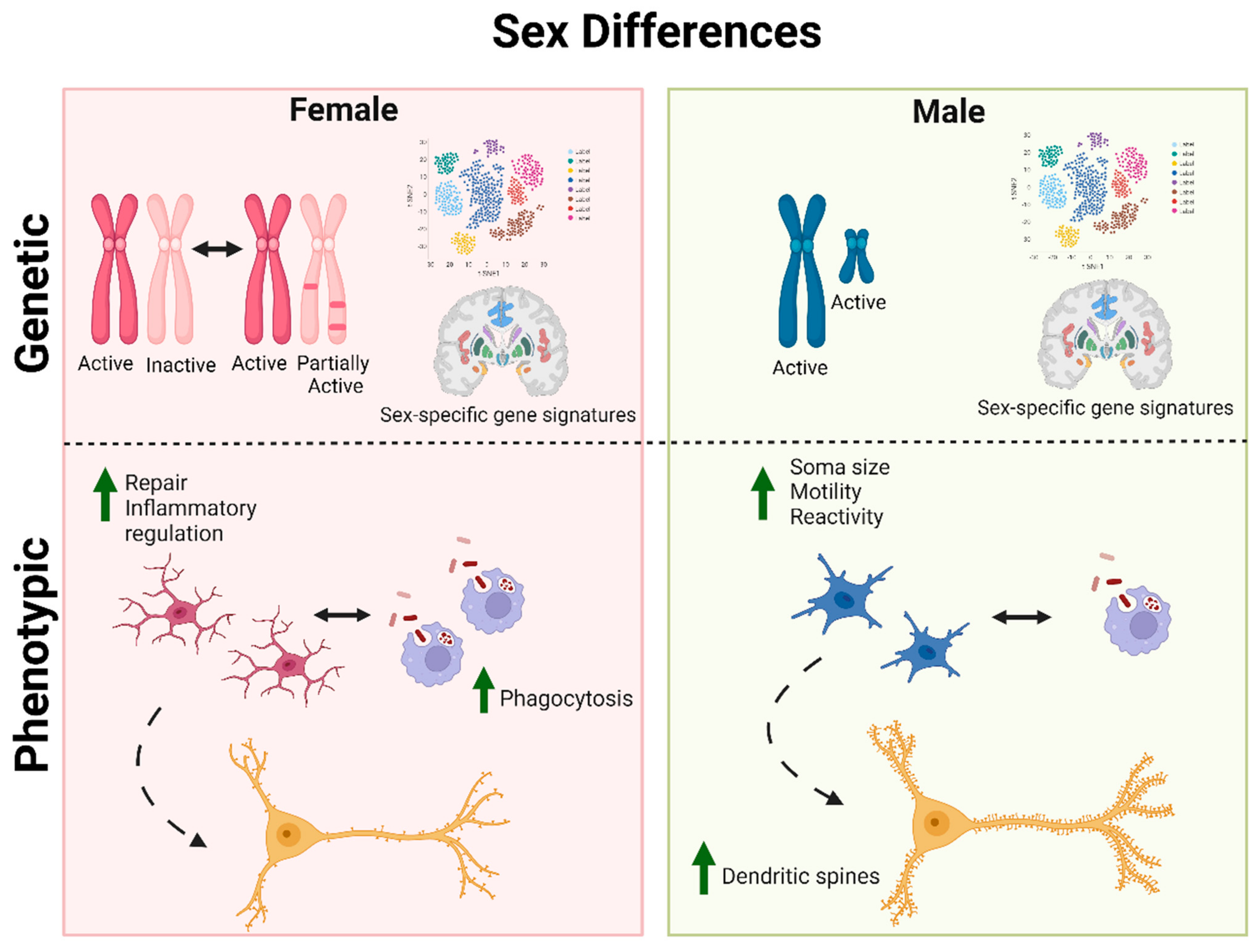 Biomedicines | Free Full-Text | Complexity of Sex Differences and Their  Impact on Alzheimer’s Disease