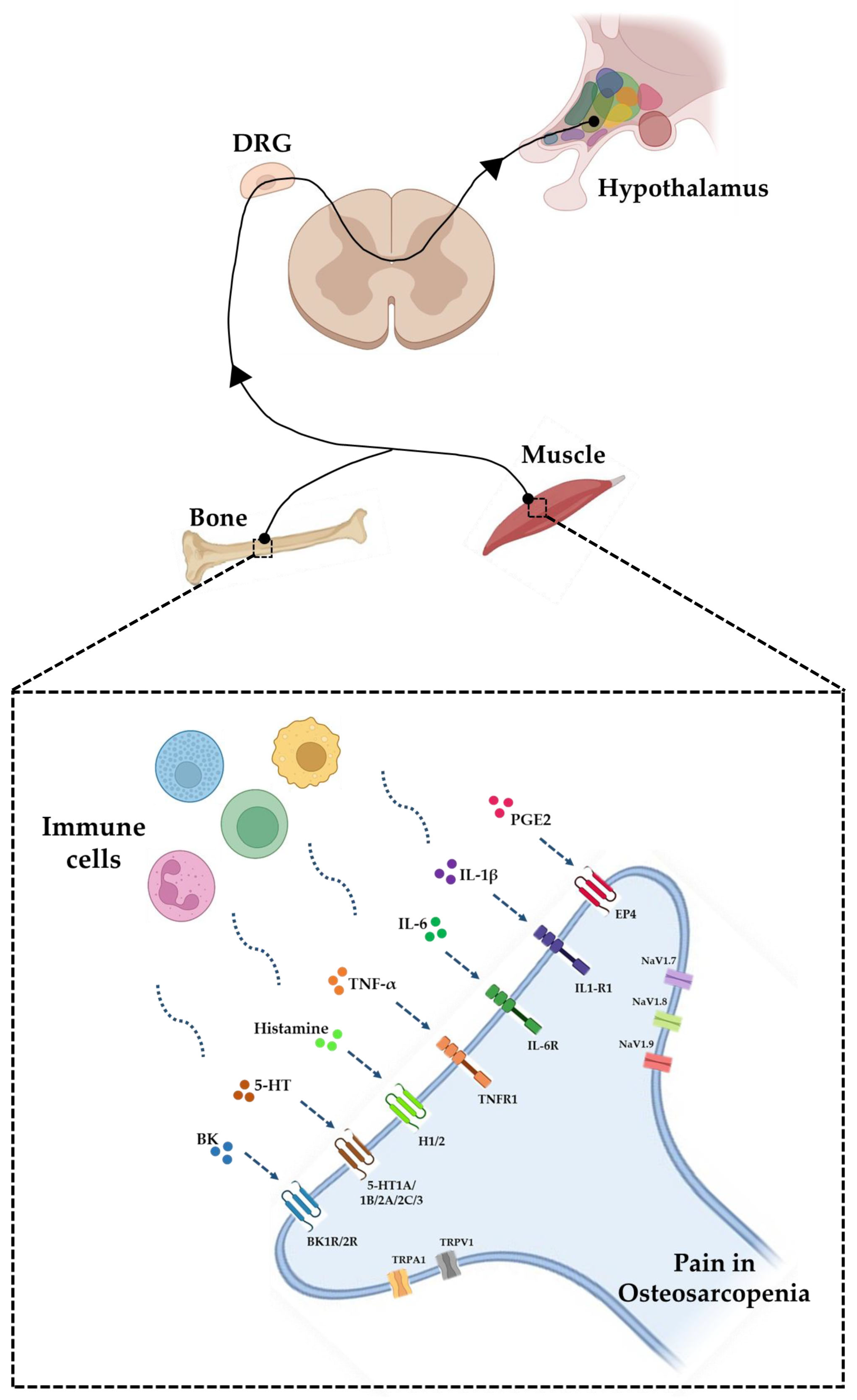 Biomedicines 11 01285 g001
