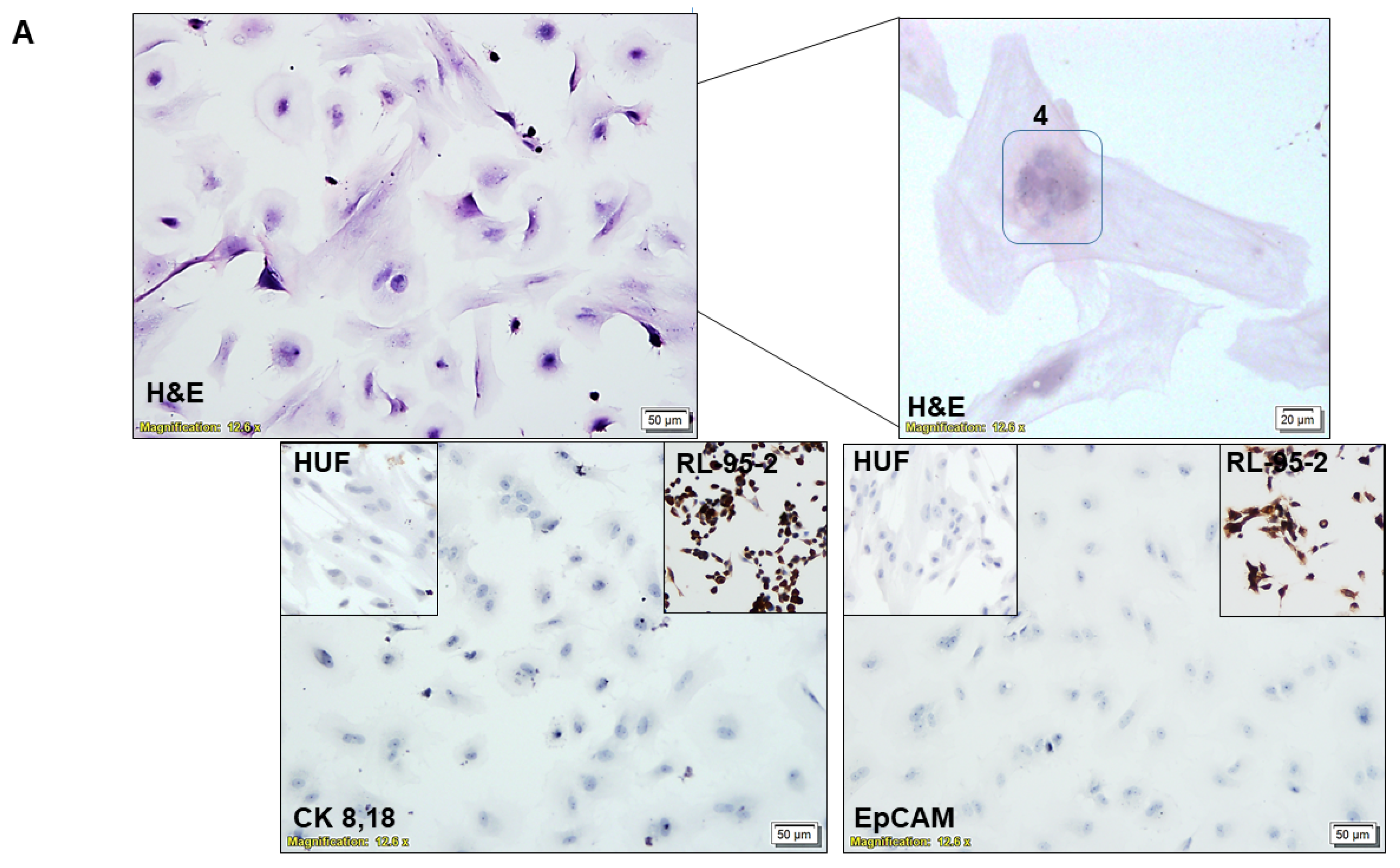 Biomedicines 11 01326 g002a Biomedicines 11 01326 g002a