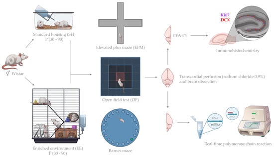 Biomedicines Free Full Text Enriched Environment Induces Sex