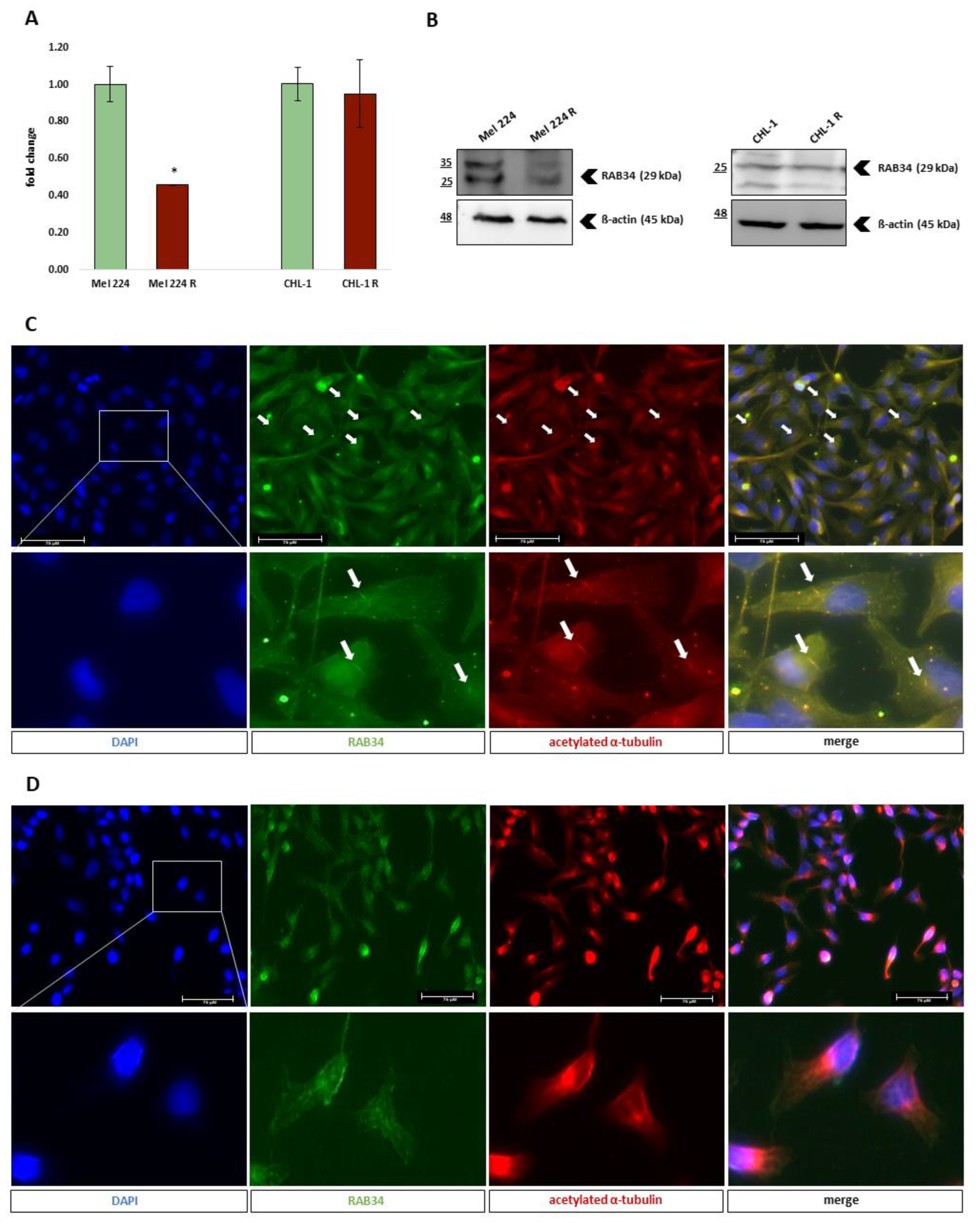 Biomedicines 11 01353 g005
