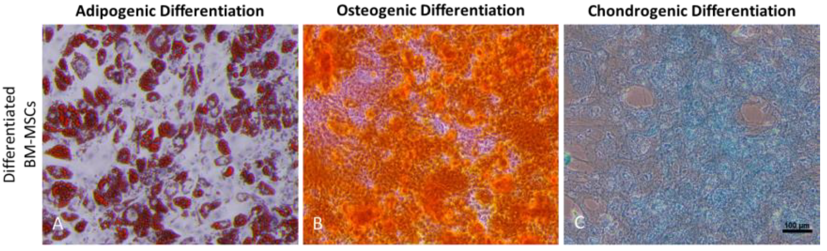 Biomedicines 11 01372 g002 Biomedicines 11 01372 g002