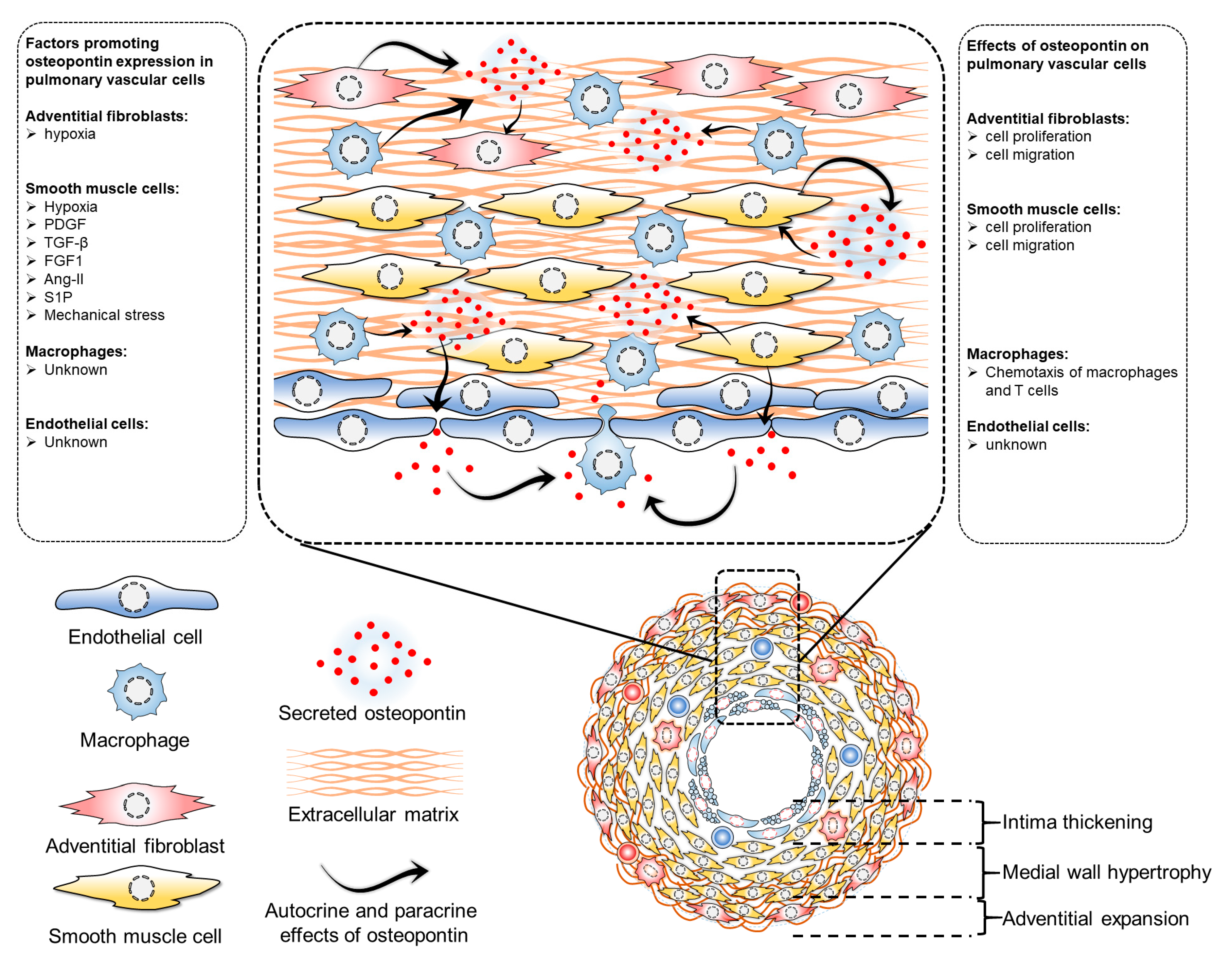 Biomedicines 11 01385 g002 Biomedicines 11 01385 g002