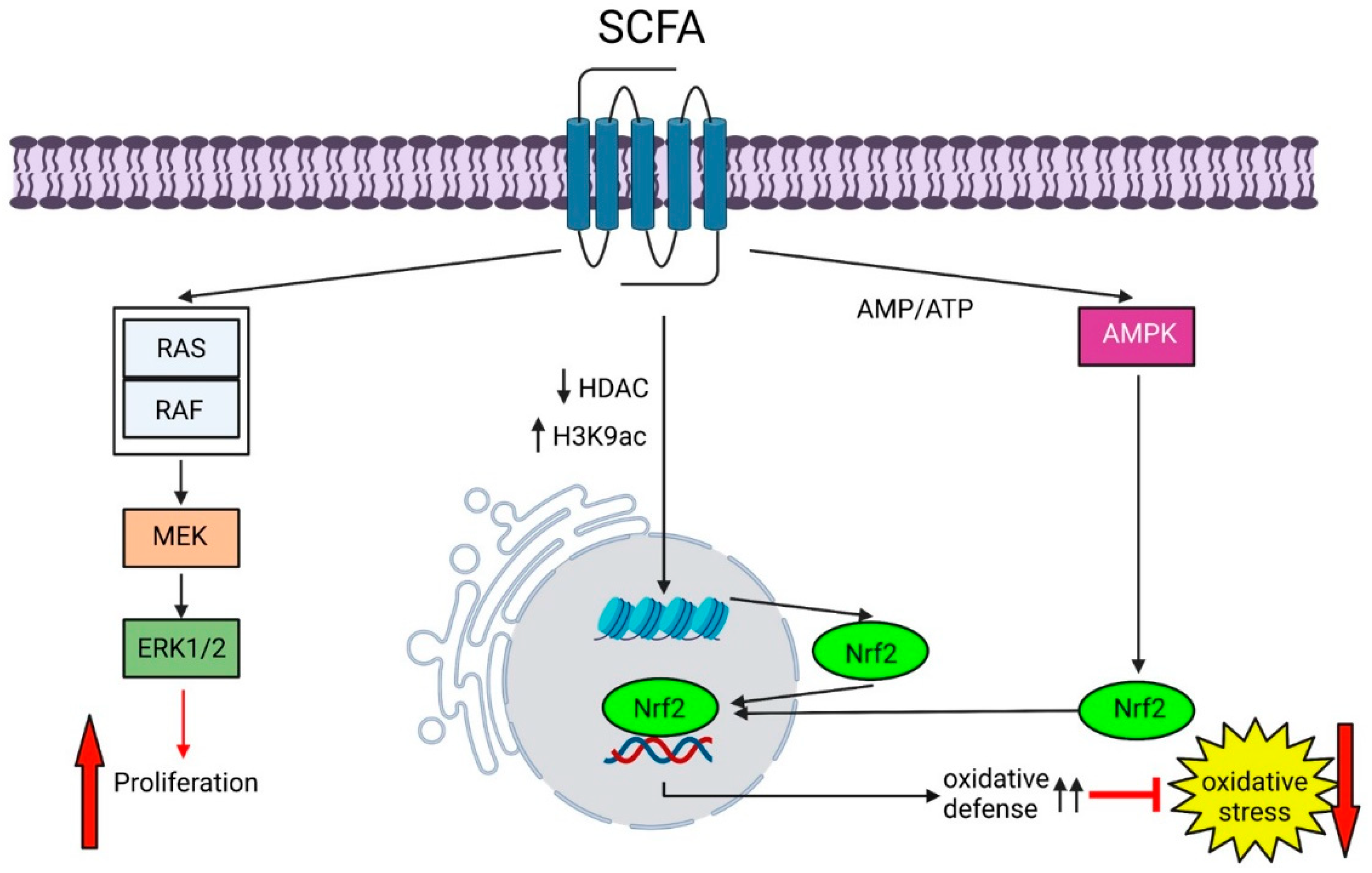 Biomedicines 11 01388 g005