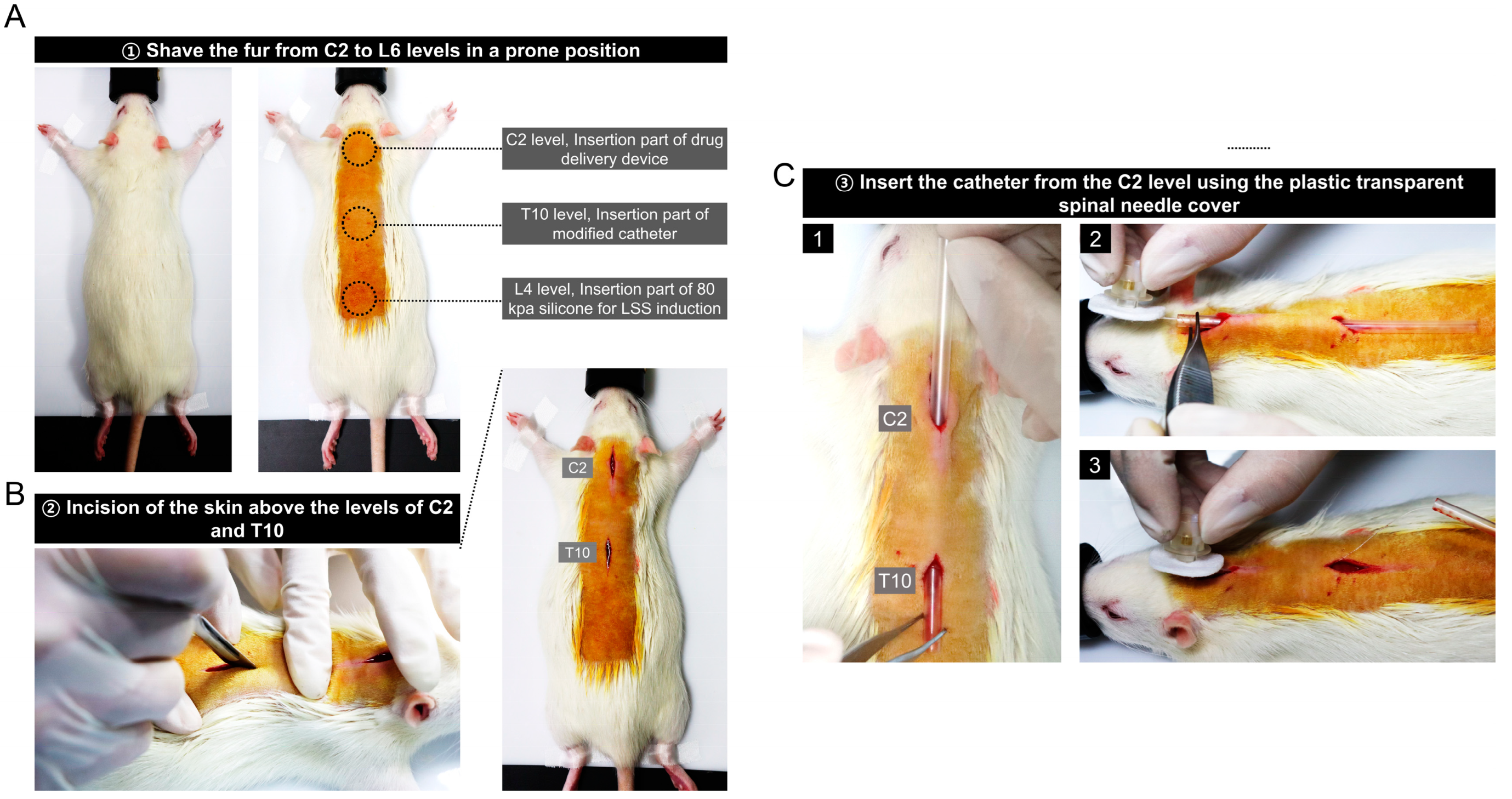 Biomedicines 11 01390 g002 Biomedicines 11 01390 g002