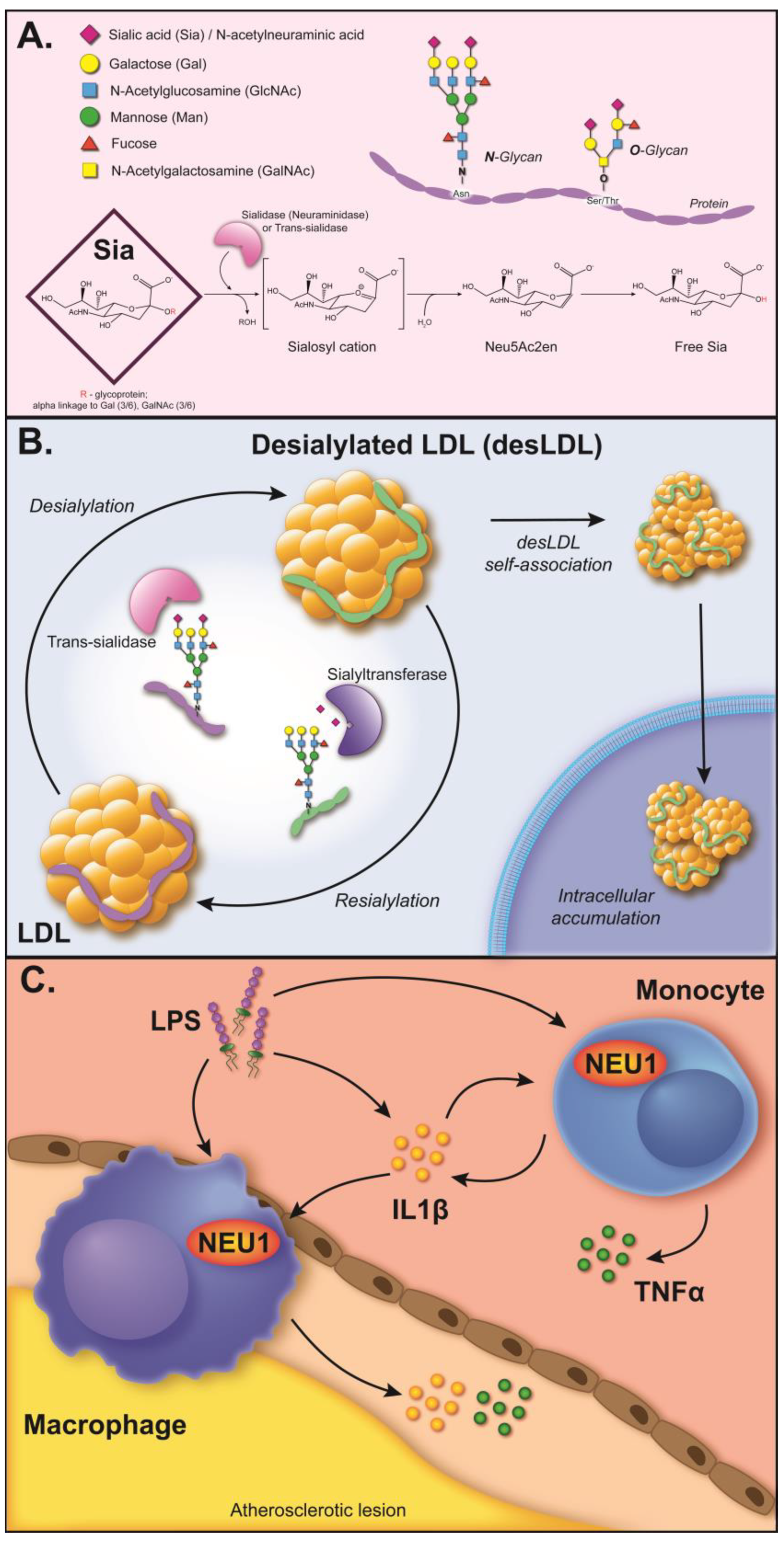 Biomedicines 11 01424 g001 Biomedicines 11 01424 g001