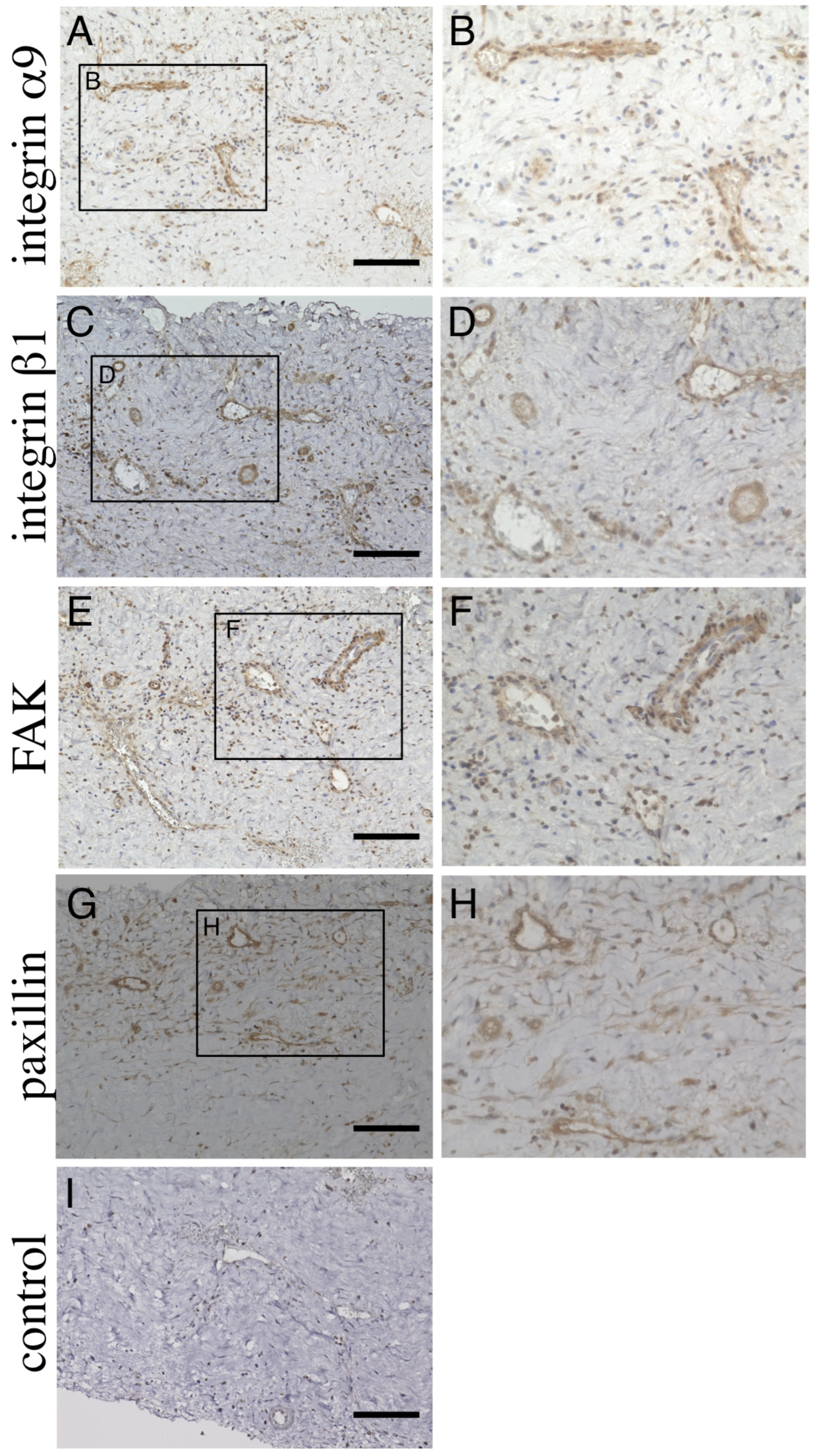 Biomedicines 11 01440 g003 Biomedicines 11 01440 g003