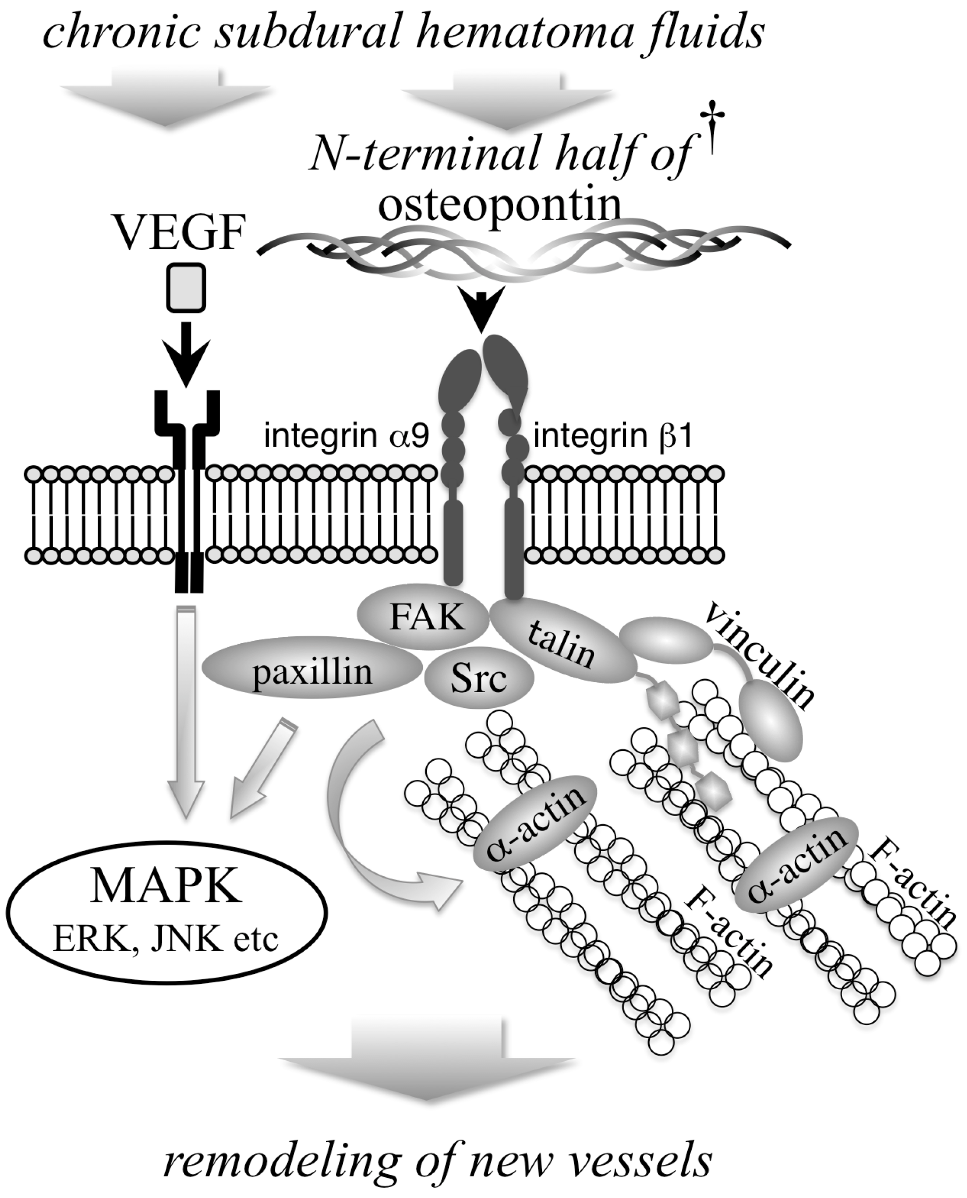 Biomedicines 11 01440 g005 Biomedicines 11 01440 g005
