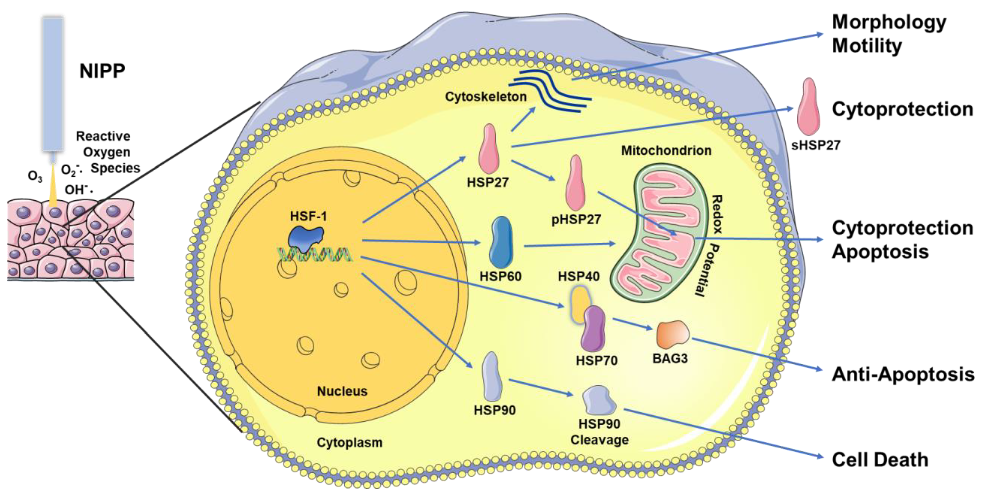 Biomedicines 11 01471 g002 Biomedicines 11 01471 g002
