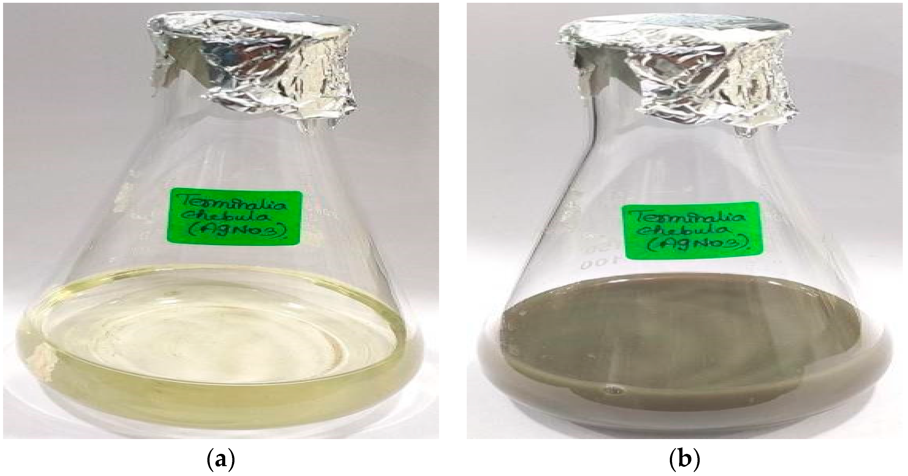 Biomedicines 11 01472 g001 Biomedicines 11 01472 g001
