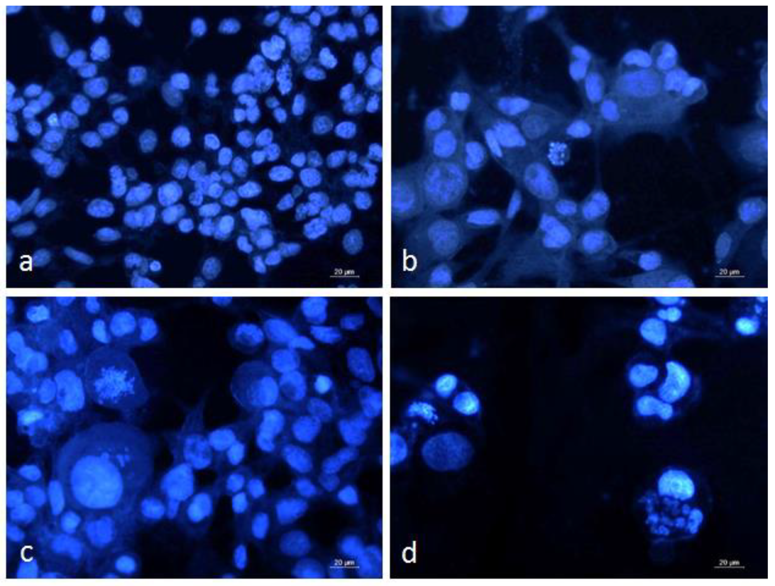 Biomedicines 11 01545 g003