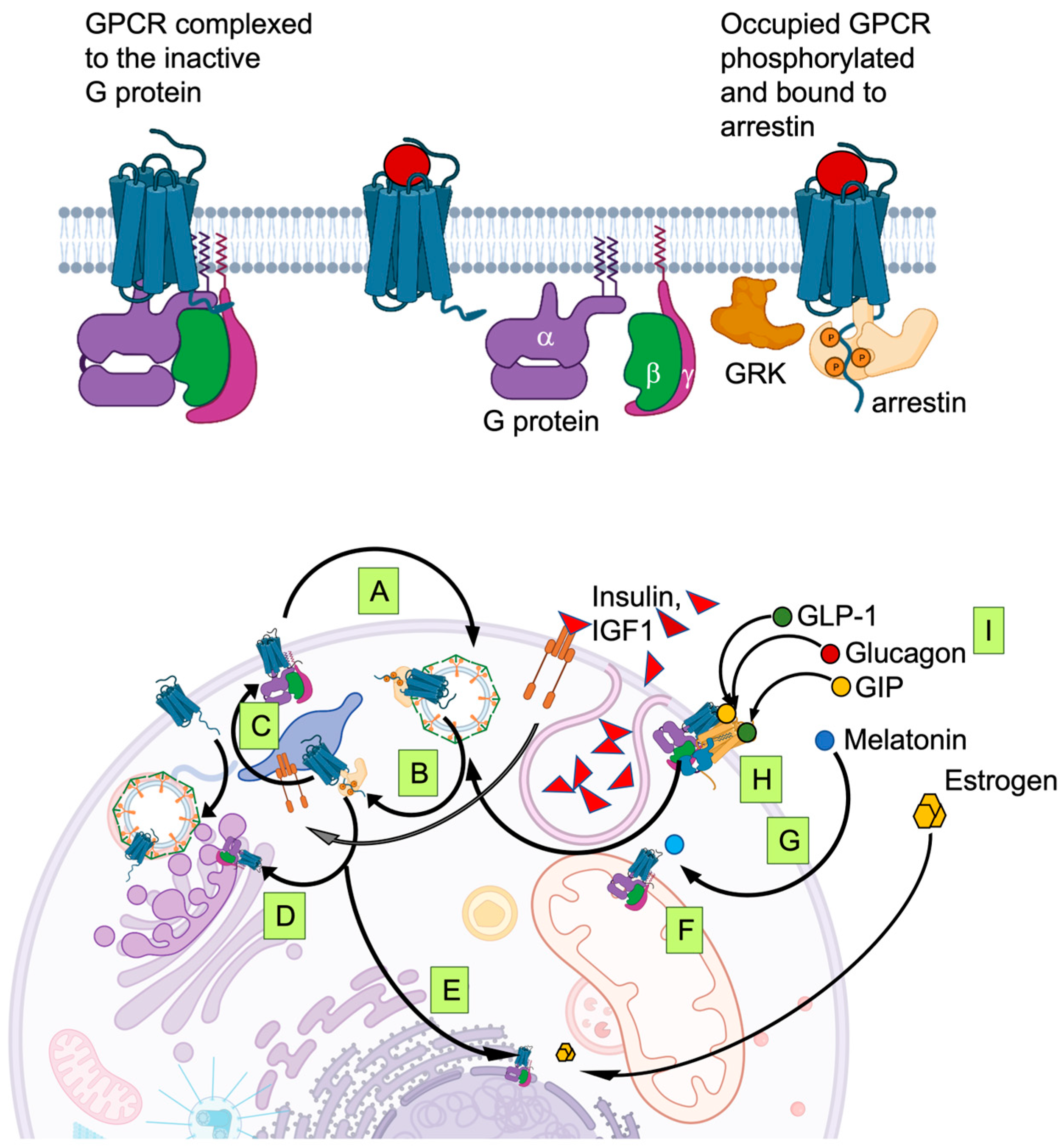 Biomedicines 11 01576 g002 Biomedicines 11 01576 g002