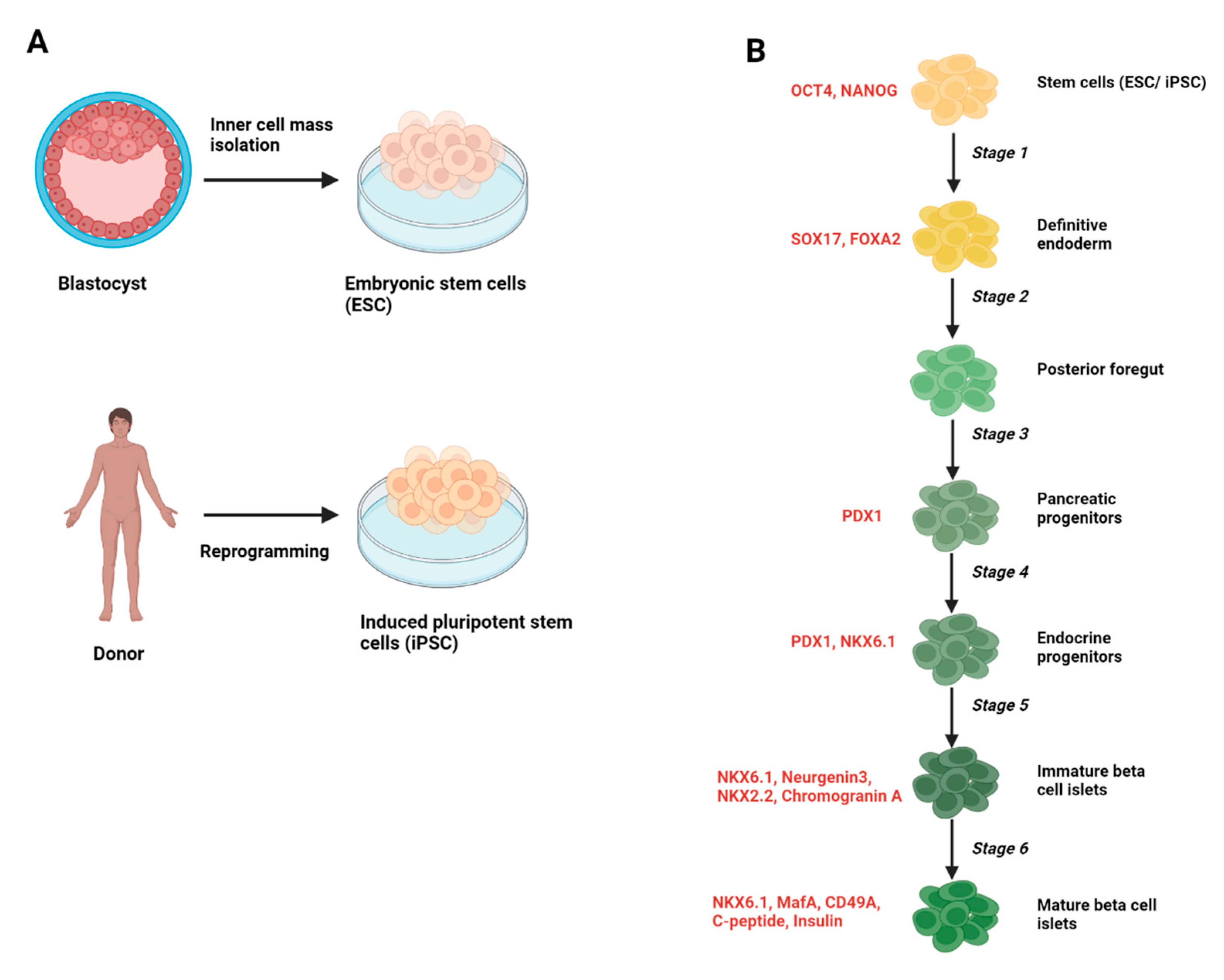 Biomedicines | Free Full-Text | Ca2+-Mediated Signaling Pathways: A ...