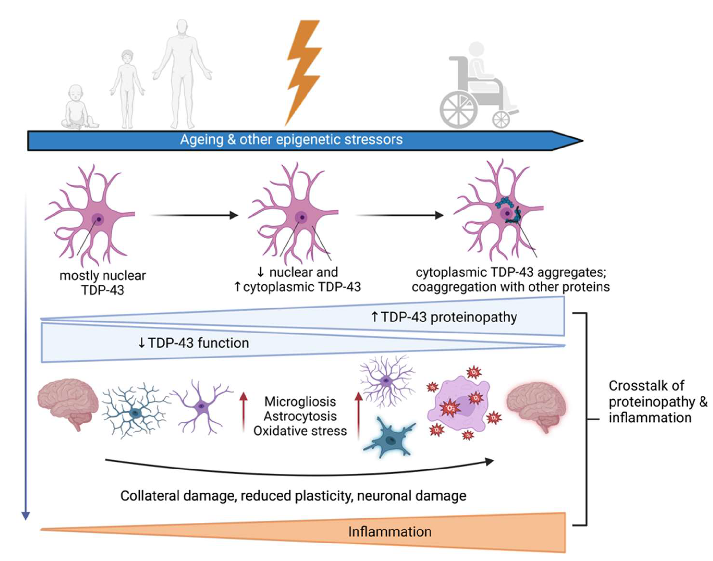 Biomedicines | Free Full-Text | Emerging Trends in the Field of  Inflammation and Proteinopathy in ALS/FTD Spectrum Disorder